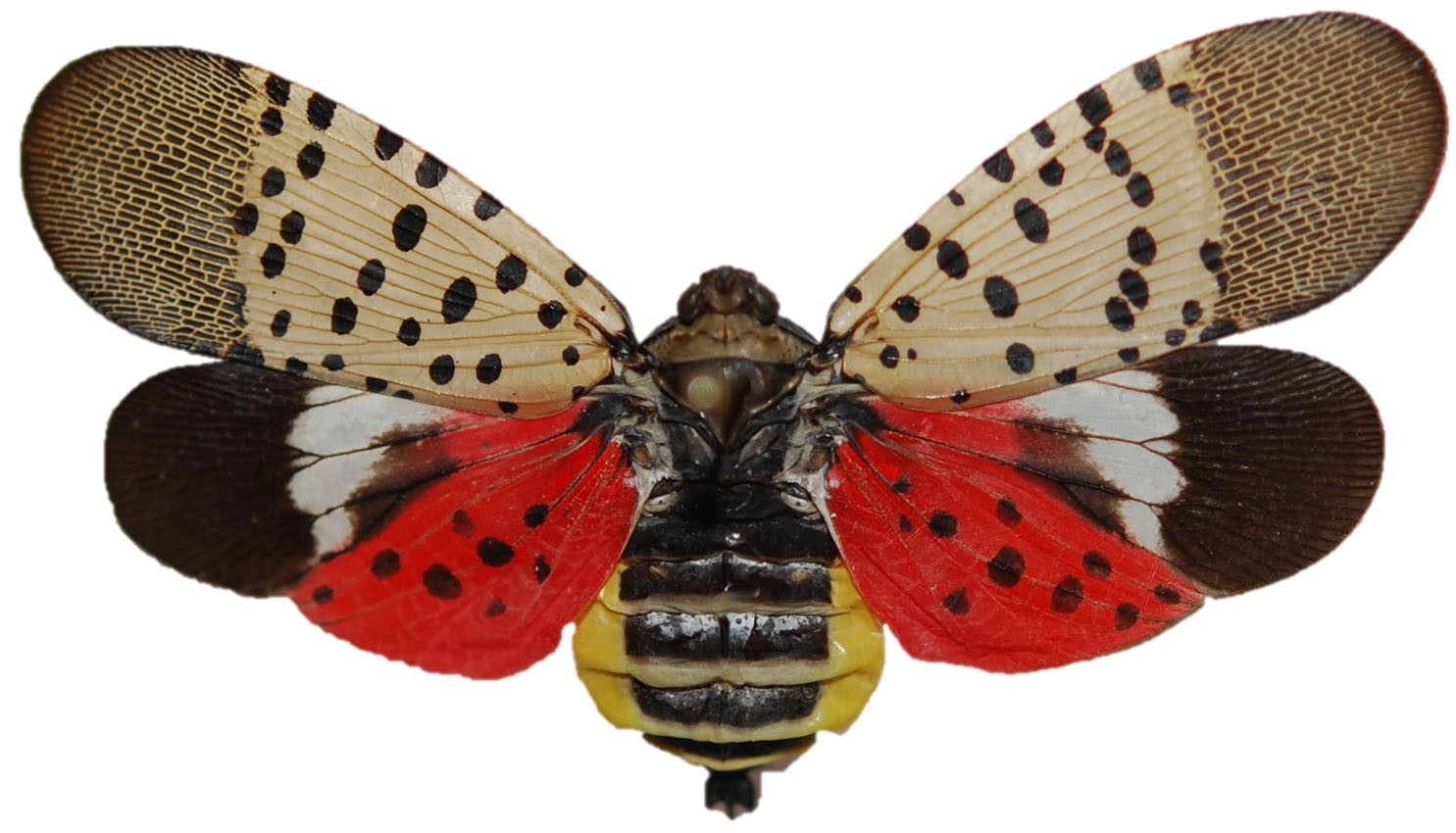 ひろやん　三葉虫Parahomalonotus planus Could 'native fungal pathogens' help in fight against the spotted