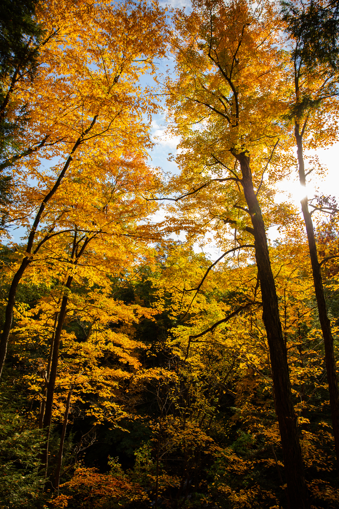 Fall colors in Northeast Ohio in 2020 - cleveland.com
