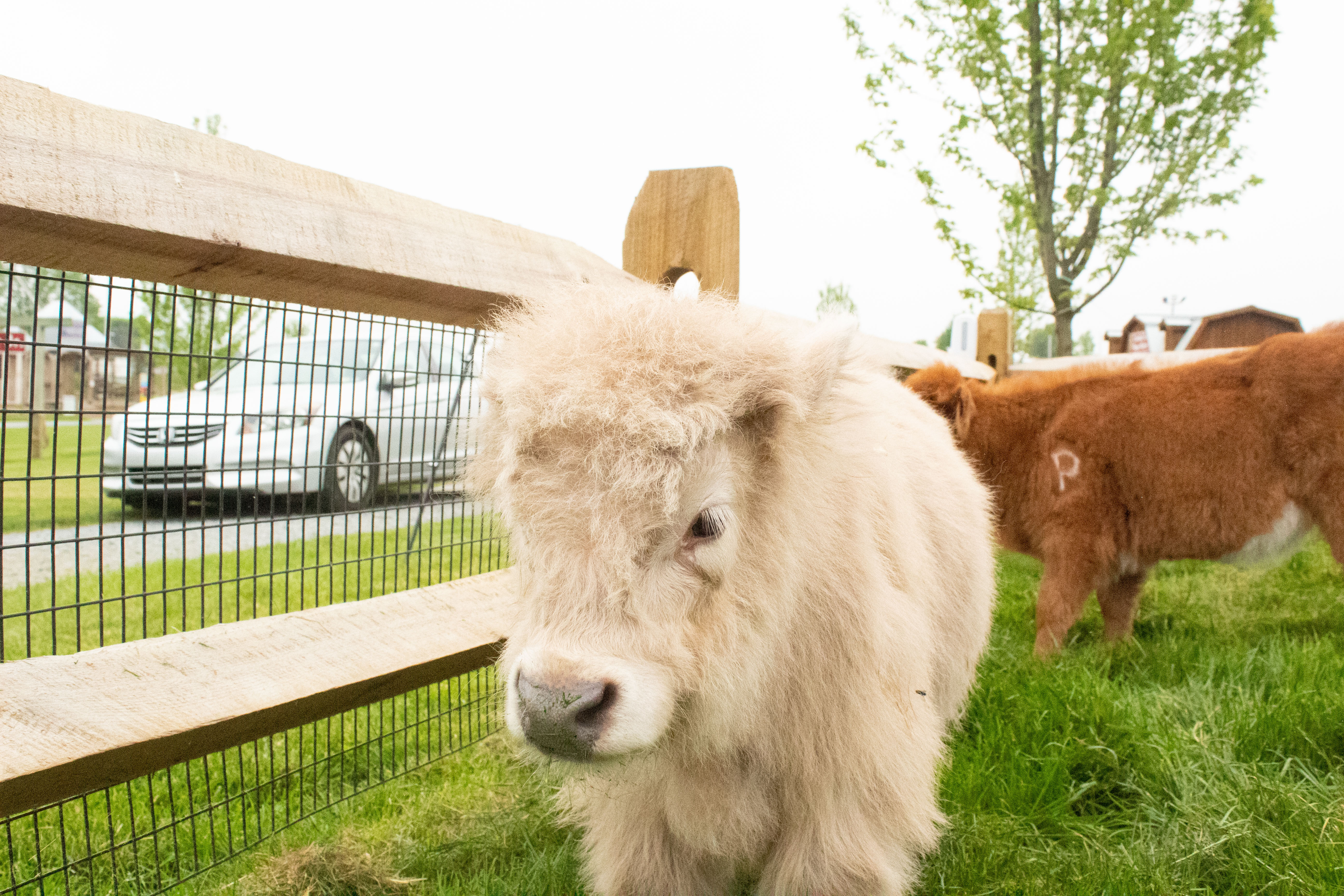 Micro-Highland Cow Experience, Udderly Ridiculous Farm Life