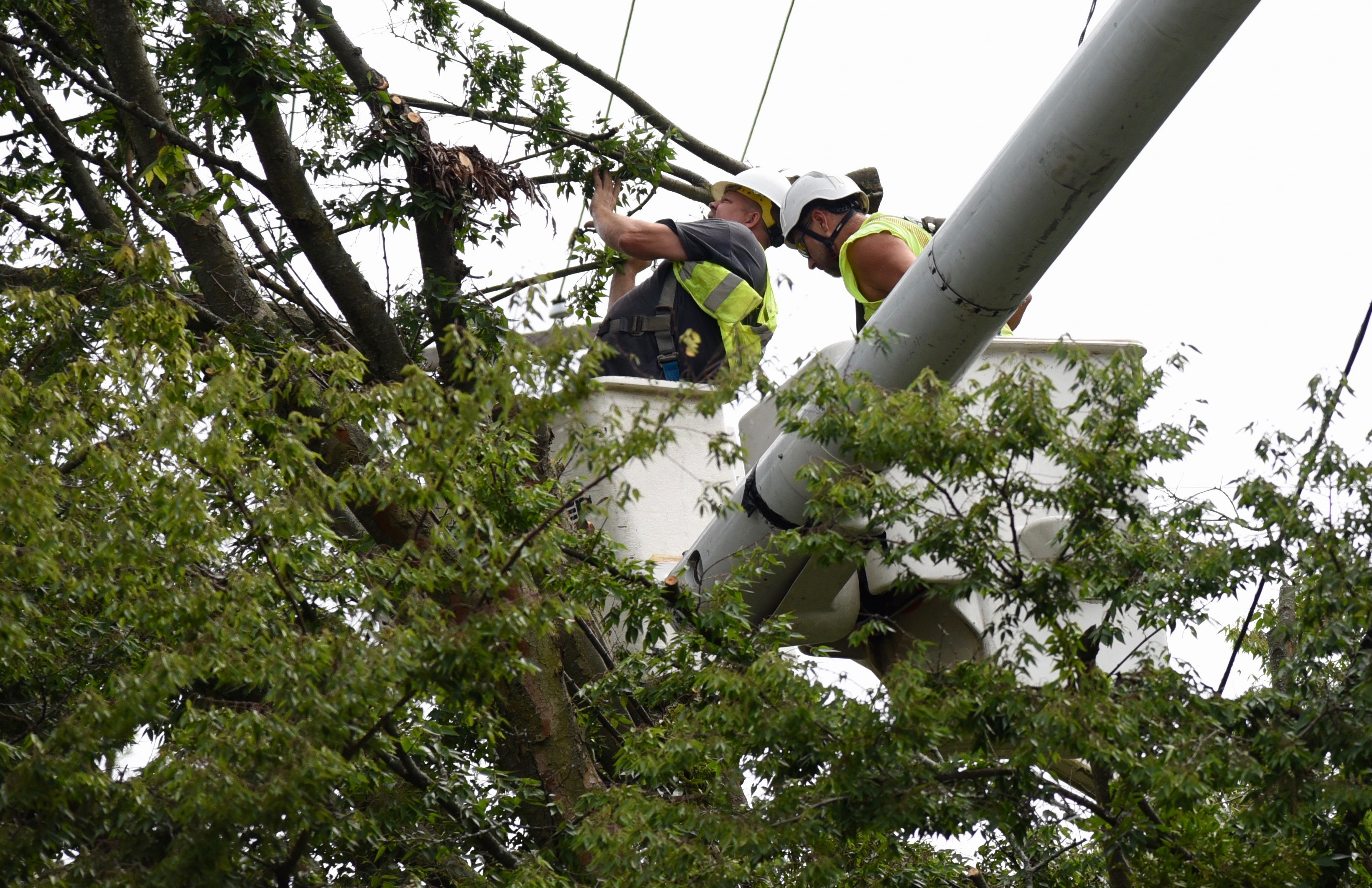 Dte Tree Trimming Complaint