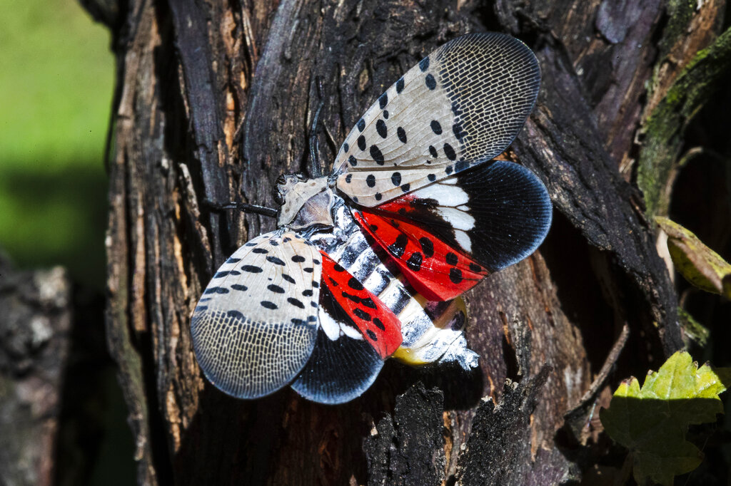 Spotted lanternflies pose a multi-billion dollar threat to the state  because of the damage the critters can do to grapes…