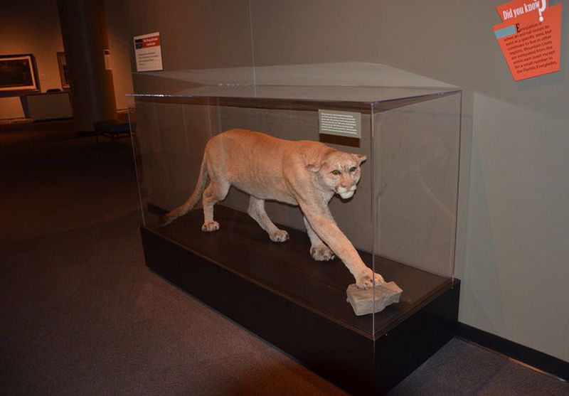 Last mountain lions in Pennsylvania revealed in history, folklore and  newspapers 