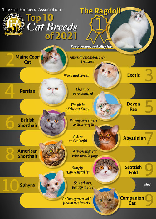 Most famous sales cat breeds