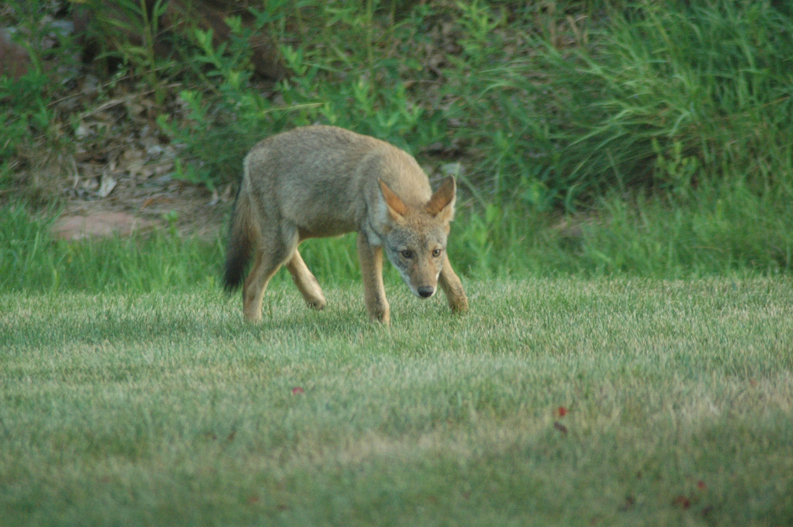 Coyotes Are On The Rise In New Jersey