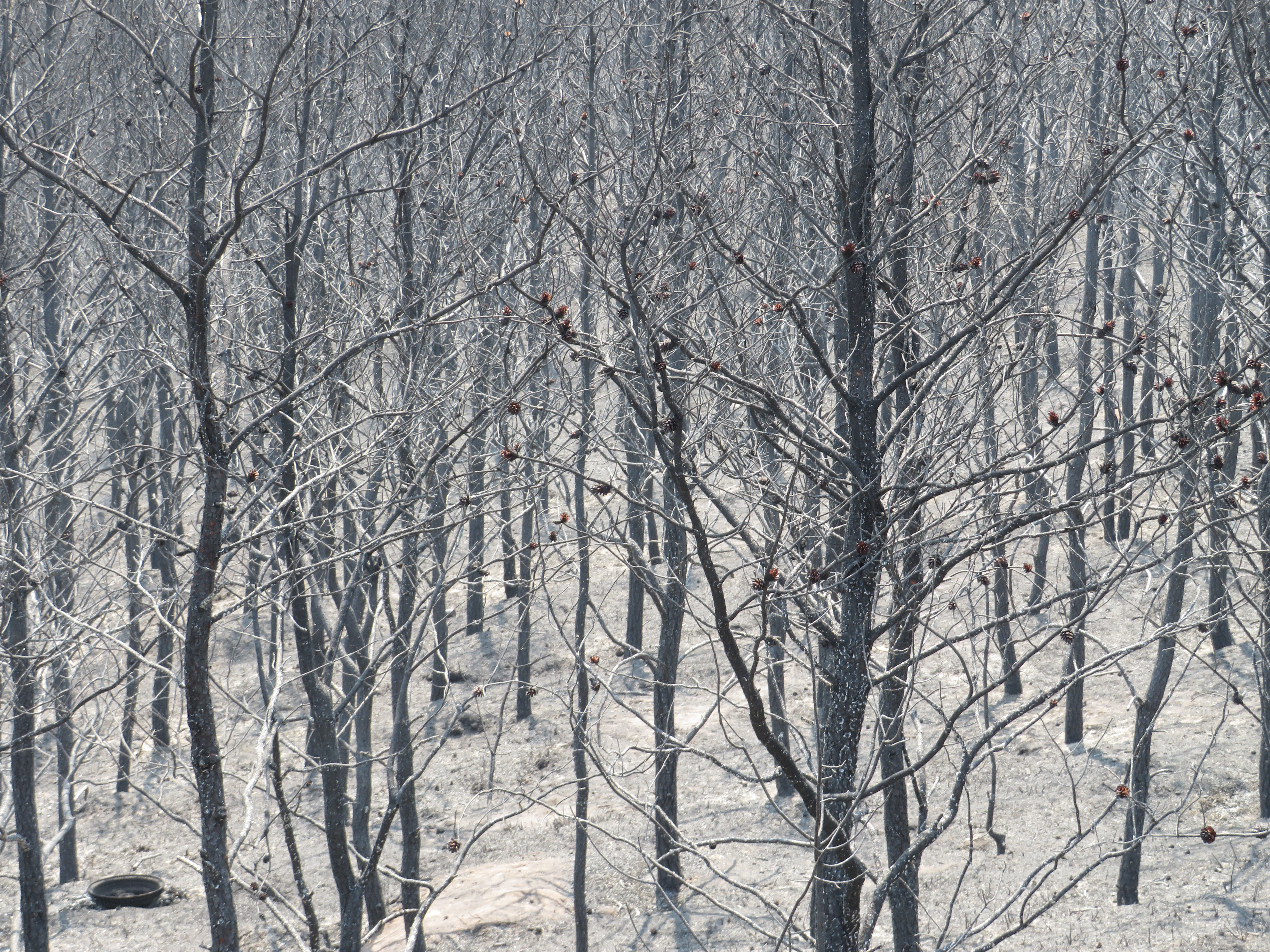 Burned jack pine trees - mlive.com