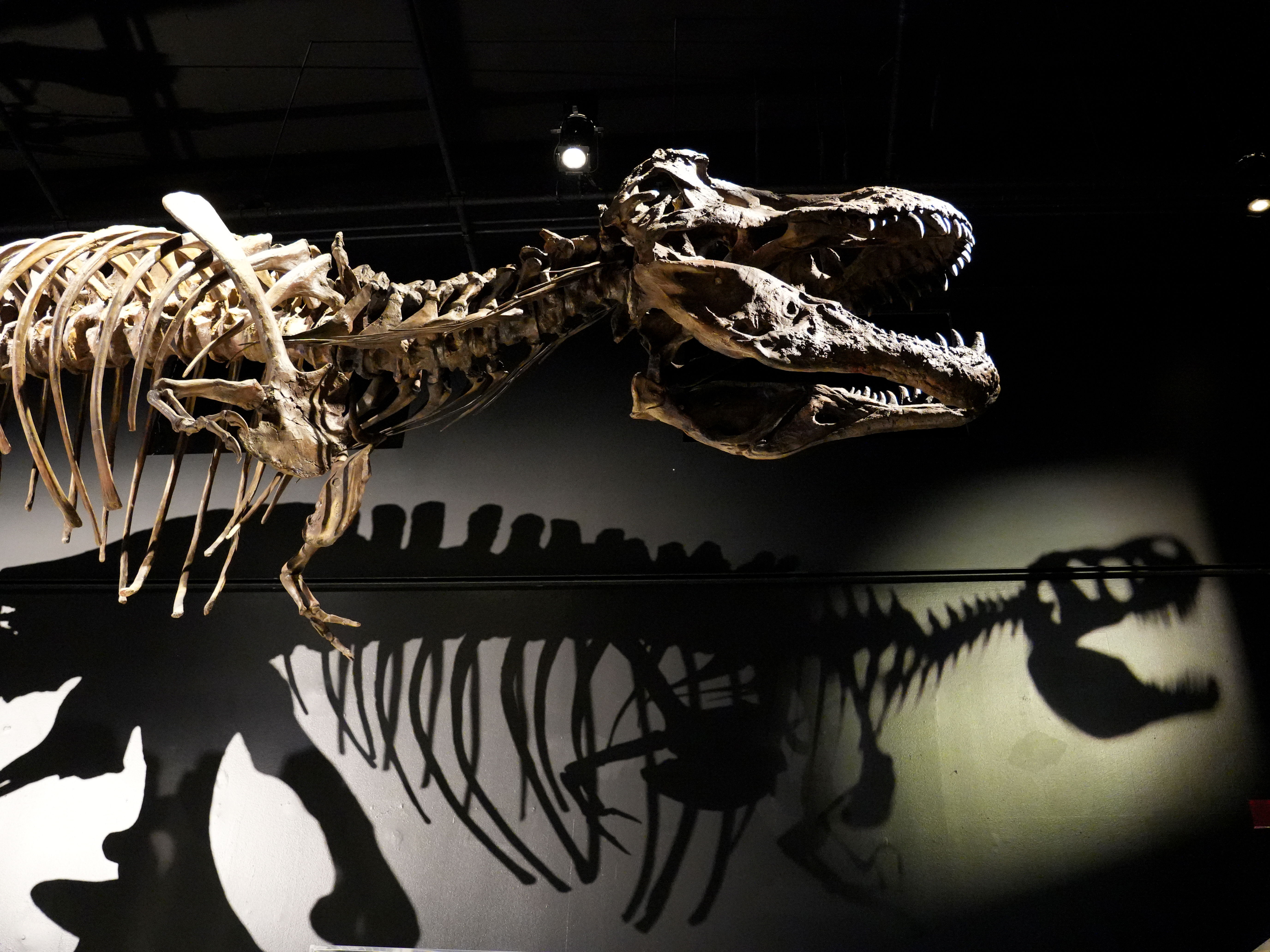 Zoologist Tyrannosaurus Rex Sample