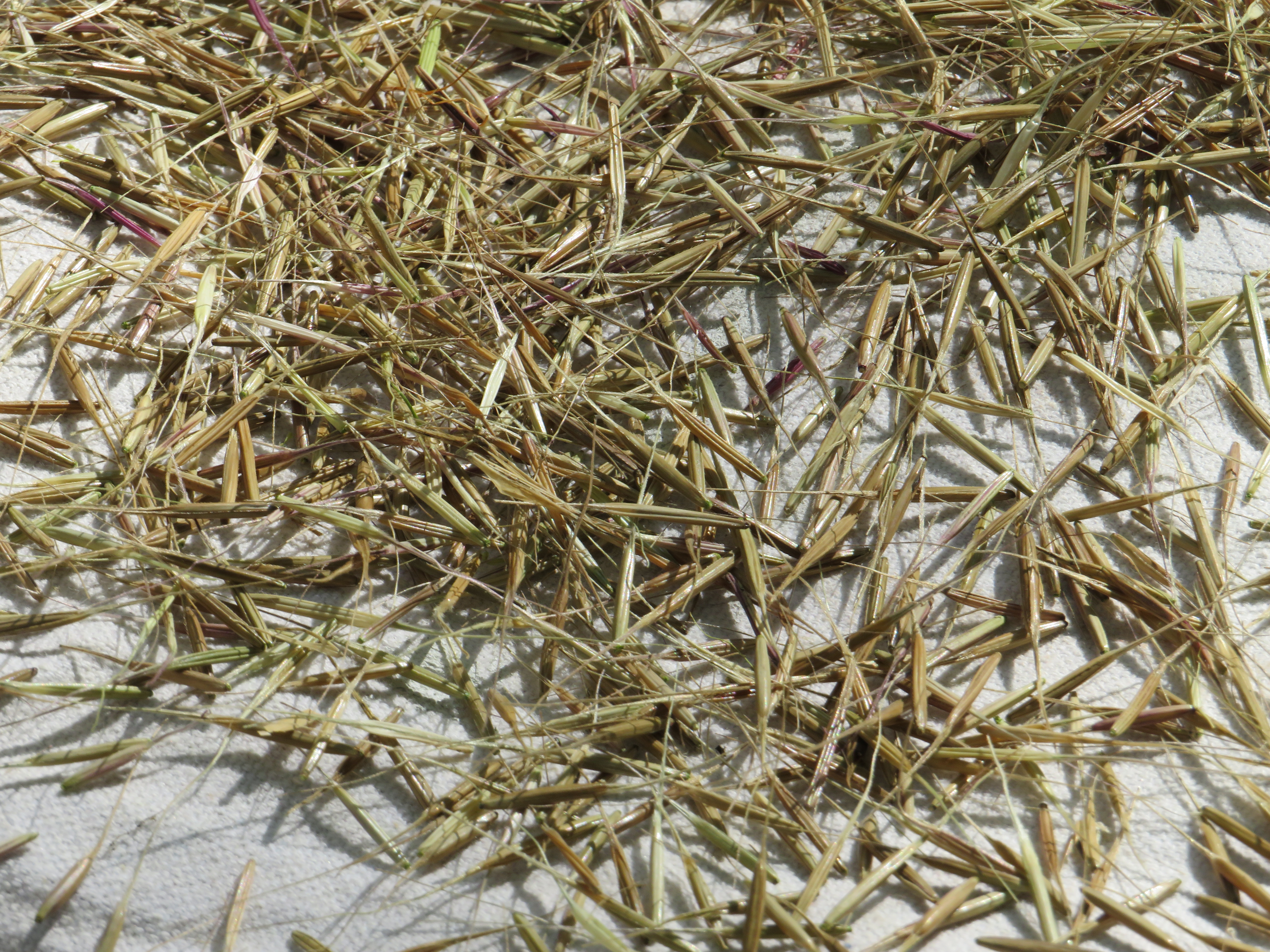 Wild rice camp hosted by Saginaw Chippewa Tribe in Mount Pleasant ...