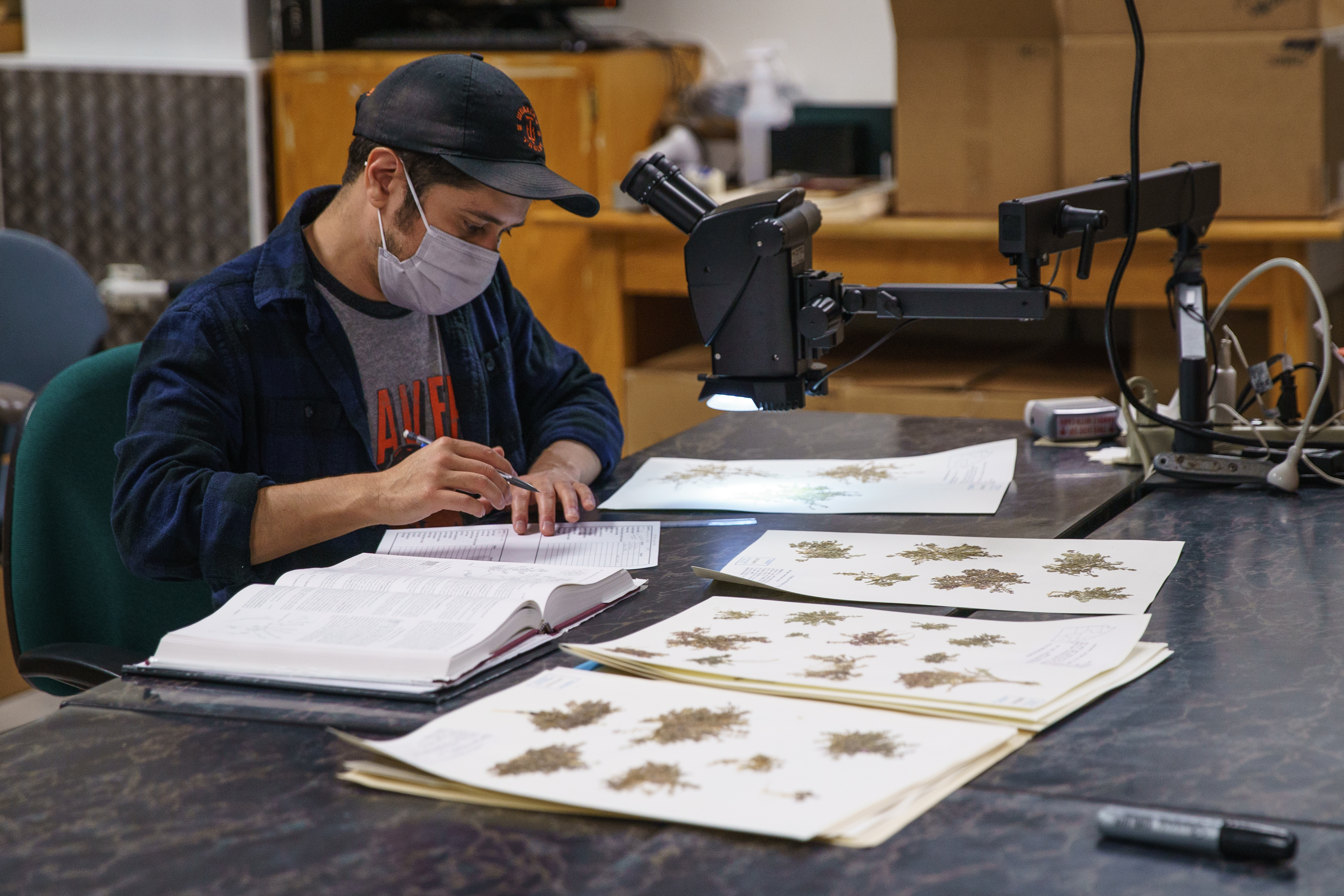 Amadeo Ramos Jr. works at OregonFlora. The project, which manages oregonflora.org and a wildflowers app, has produced two Flora of Oregon print volumes and is finalizing production on a third volume. 