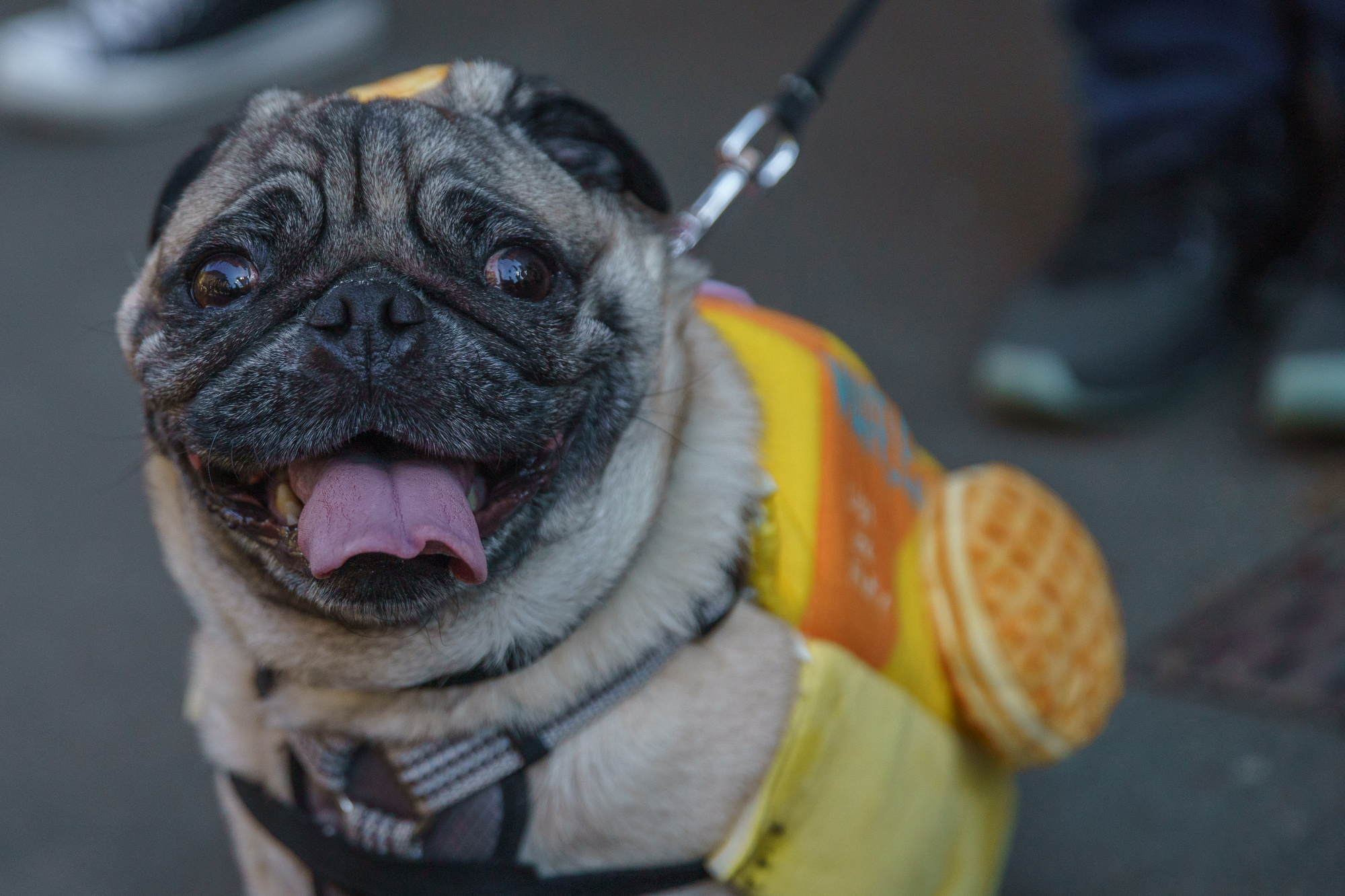 Portland Pug Crawl 2022