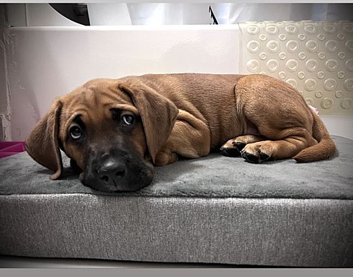 can 8 week old puppies meet other dogs