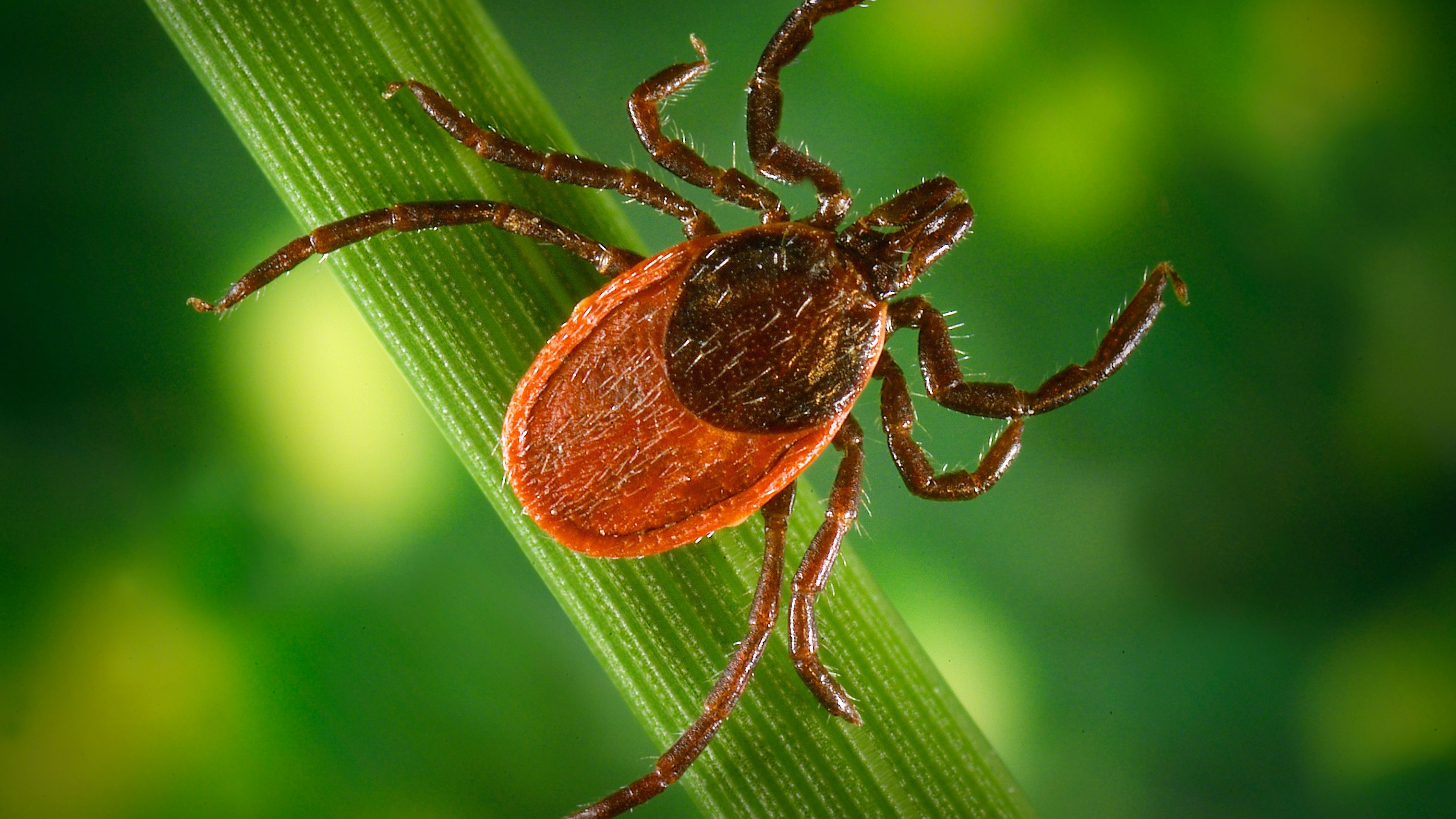 Una malattia da zecca emergente ha iniziato a diffondersi