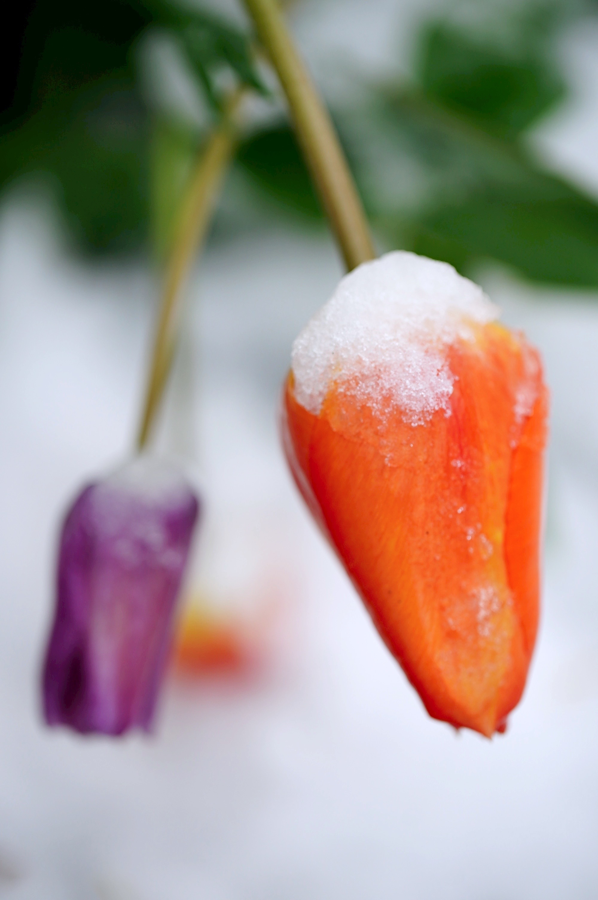 Portland snow April 11, 2022 - oregonlive.com