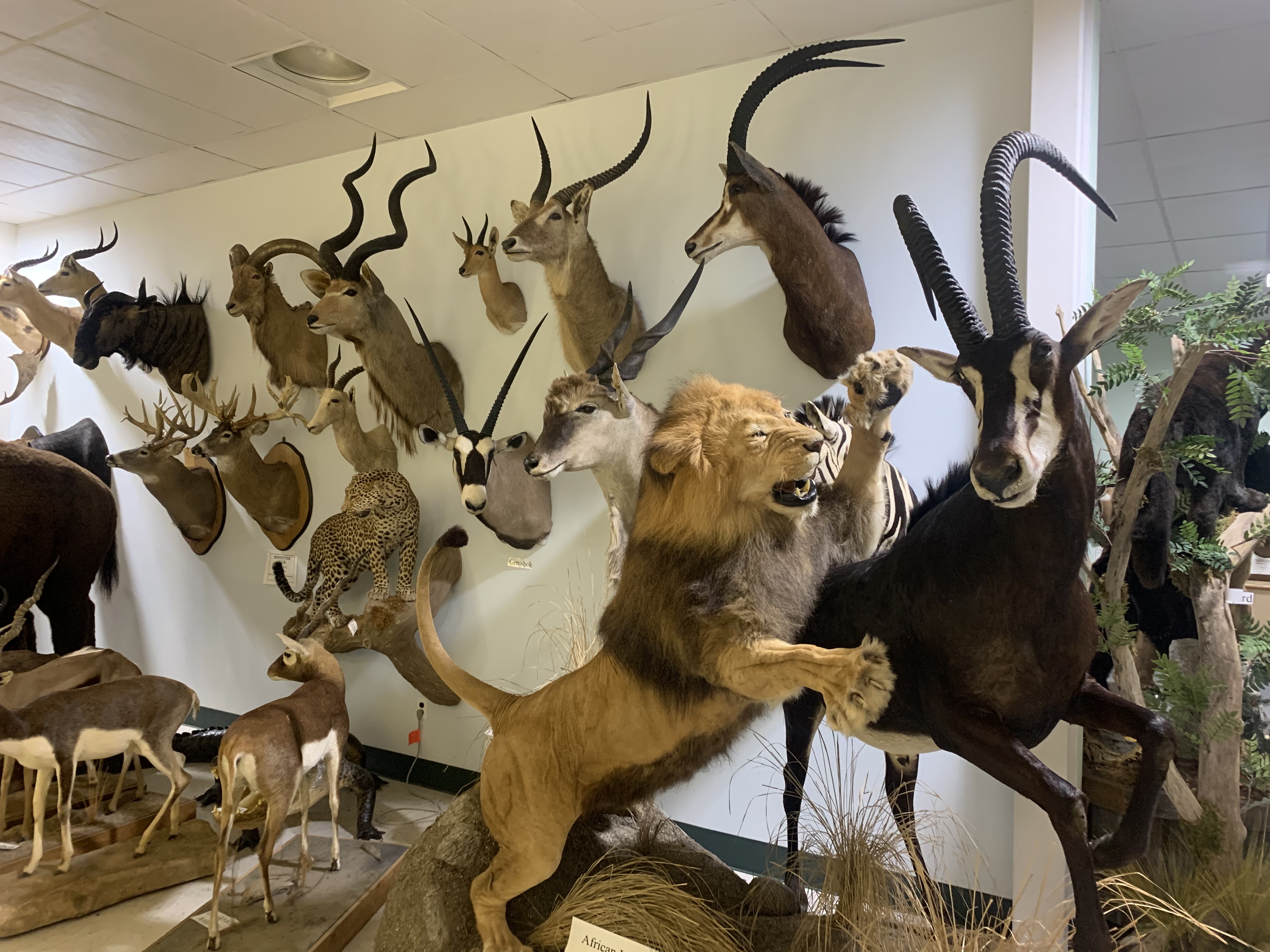 A taxidermy wonderland: The Wildlife Sports and Educational Museum in  Fulton County 