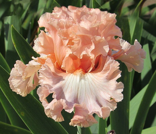 Tall Bearded Iris (Iris 'Lace Point') in the Irises Database 