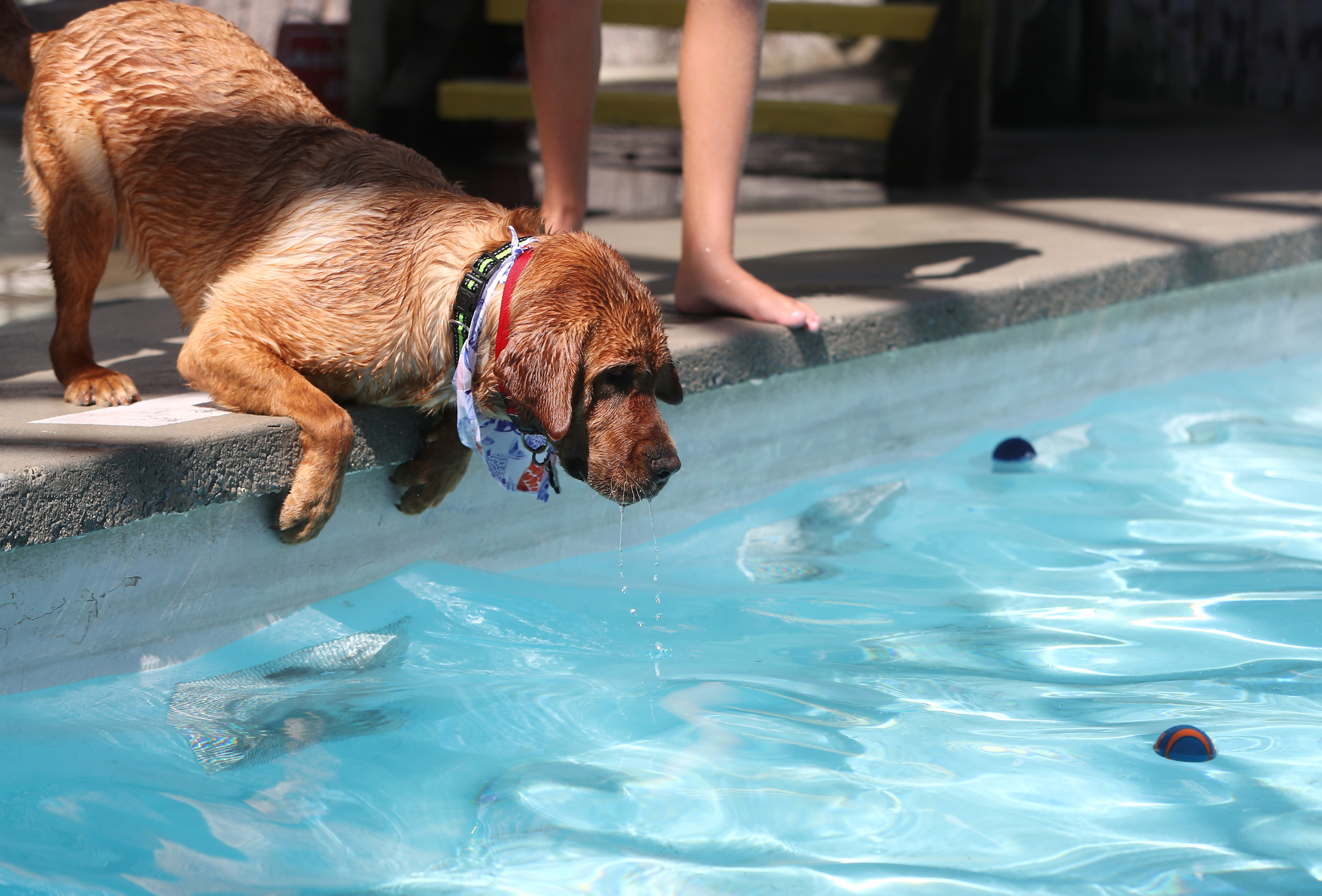 Puppapalooza doggie pool party in Wildwood, Sept. 10, 2022 - nj.com