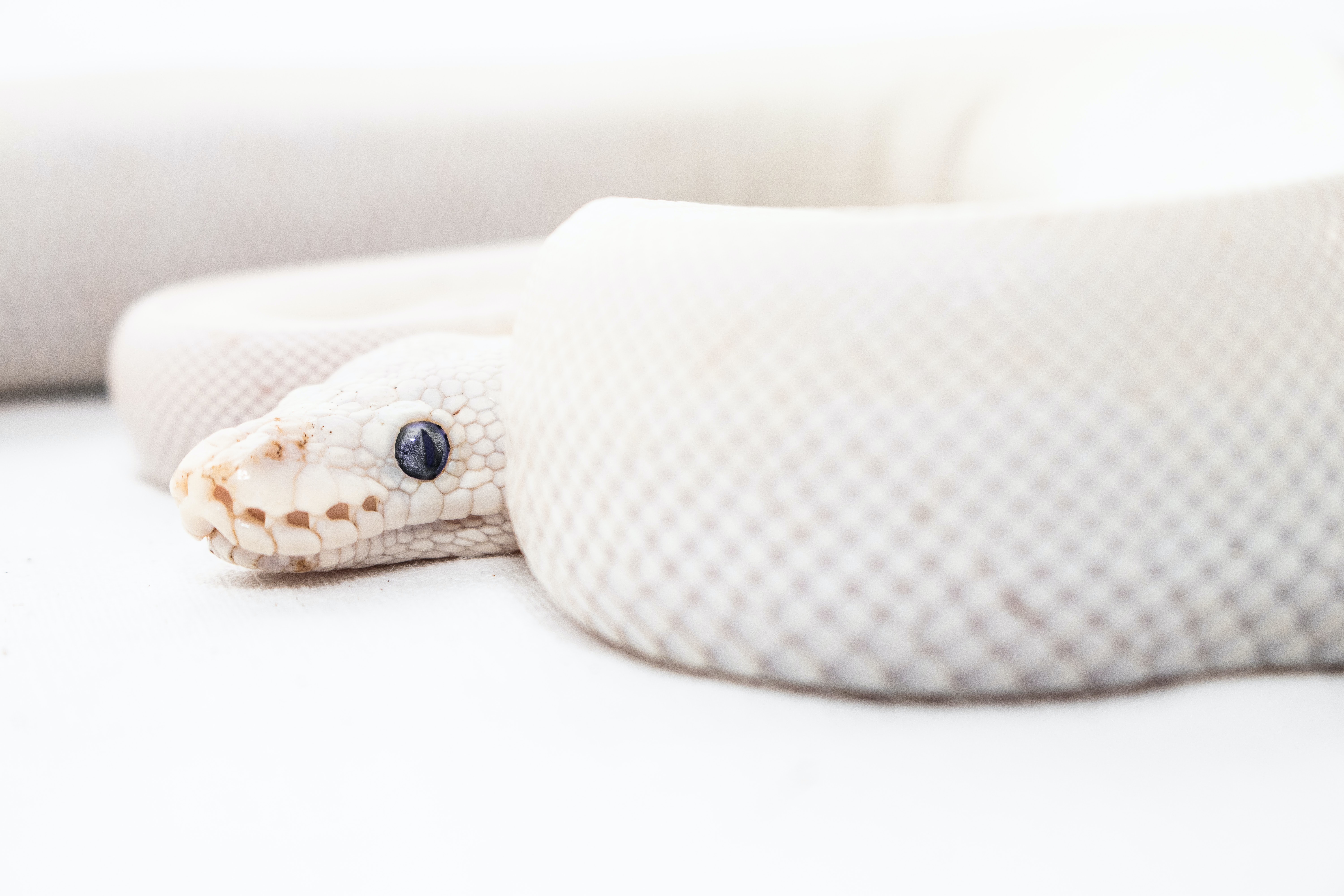 Сон белая змея к чему снится. Белая змея. Маленькая белая змея. Белая змея с красными глазами. Белая змея чешуя.