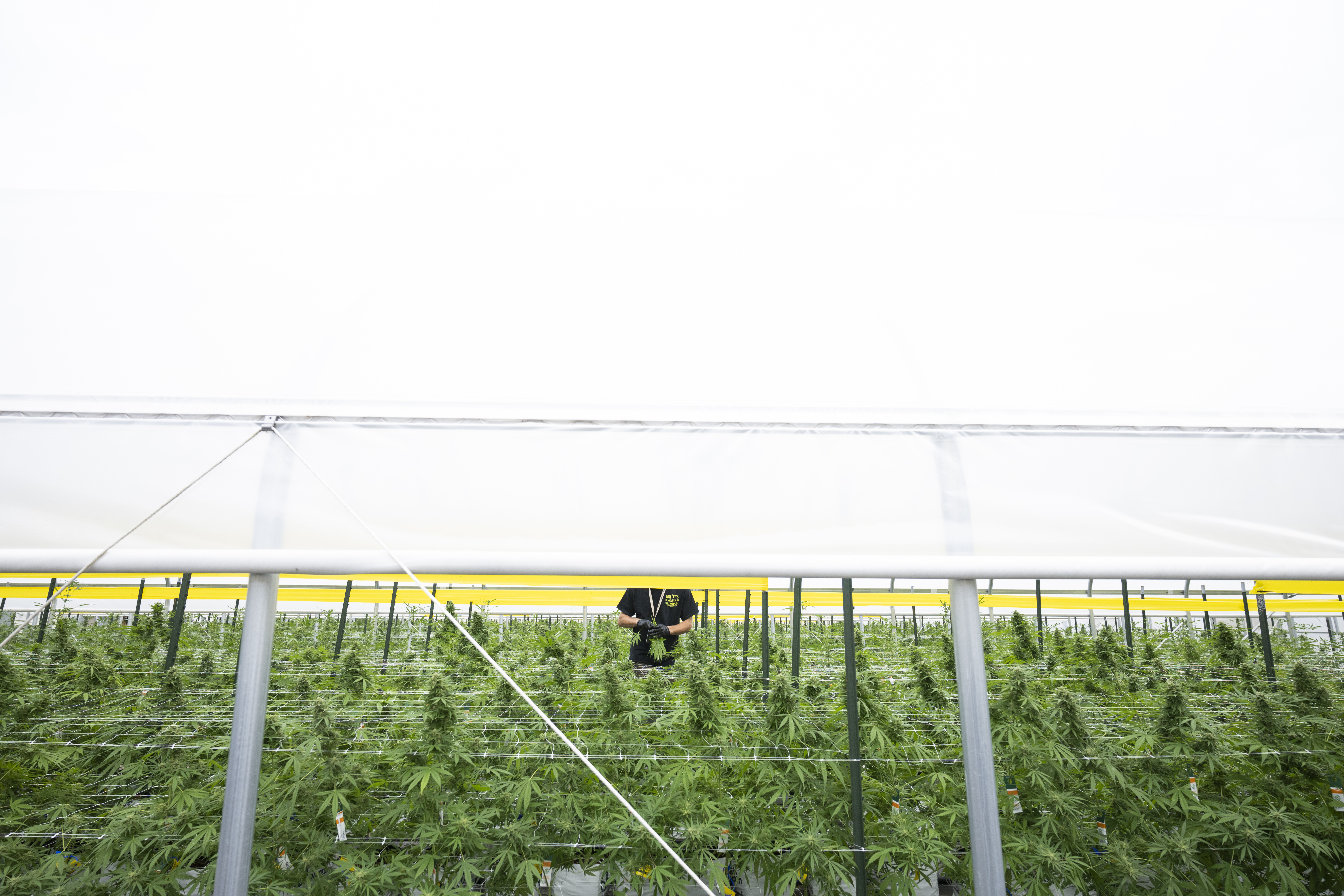 Brute's Roots cultivates cannabis in South Jersey - nj.com