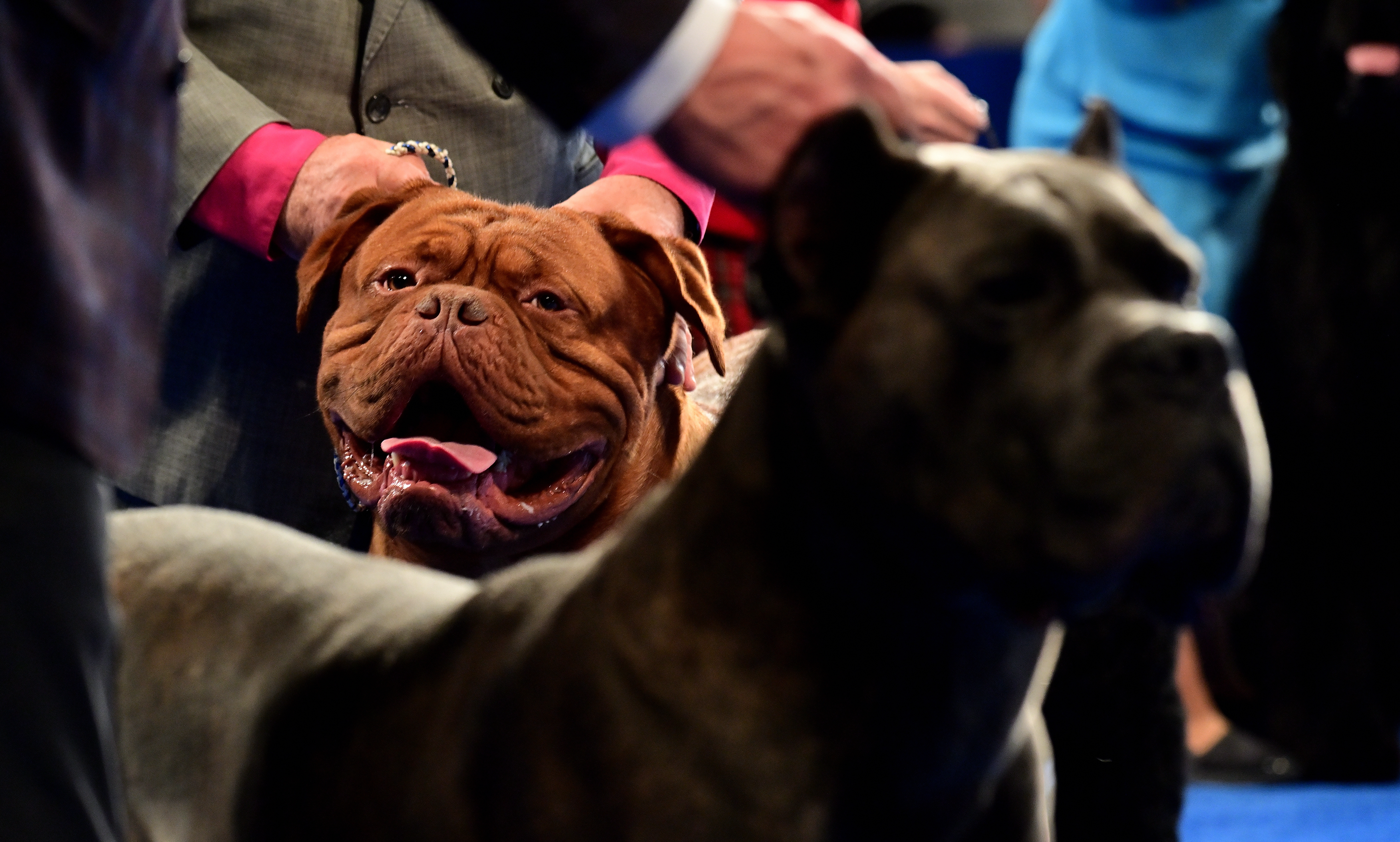 How to watch The National Dog Show 2022: Time, TV channel, live stream -  