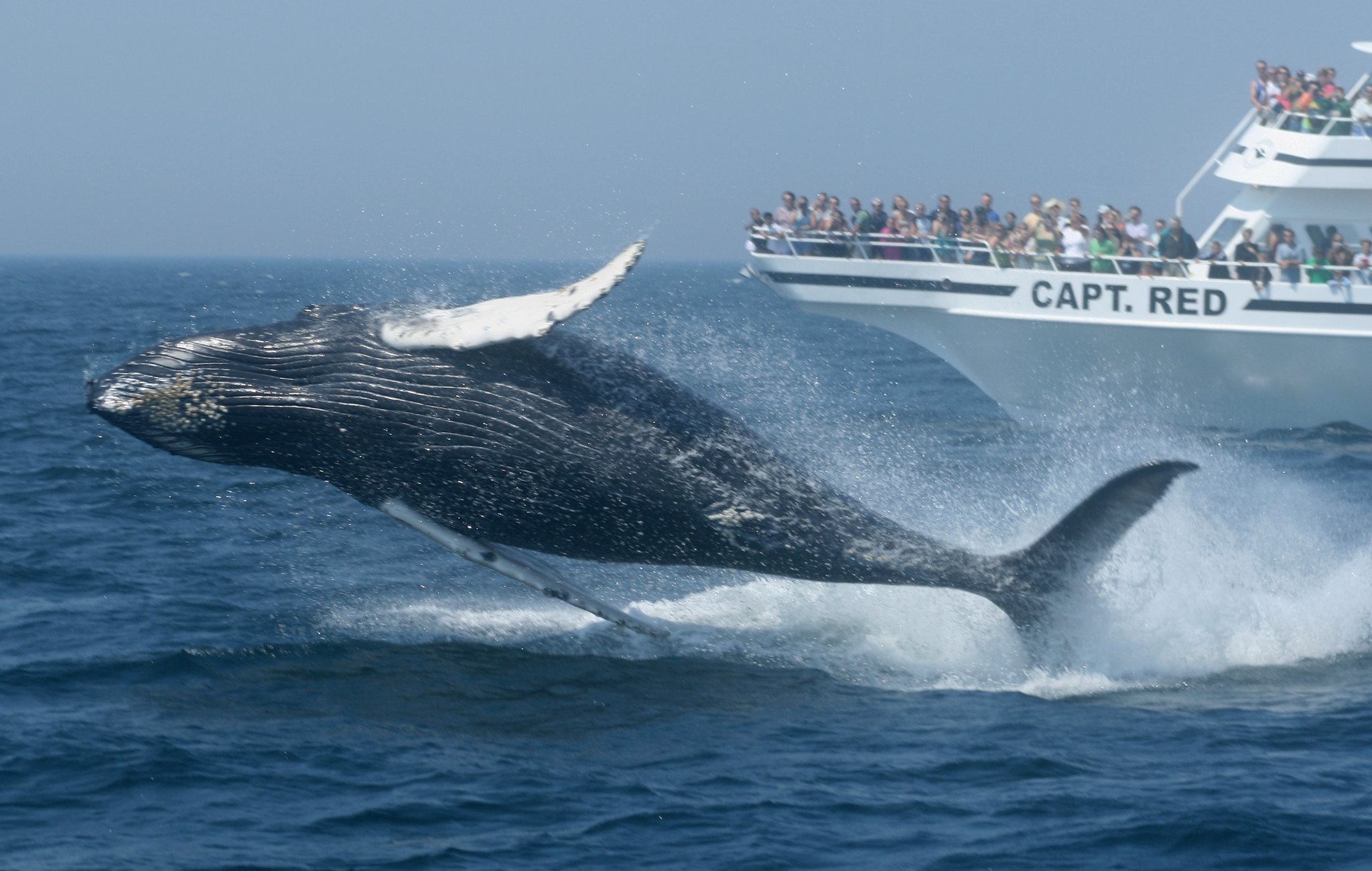 Whale Watching Tours Pricing