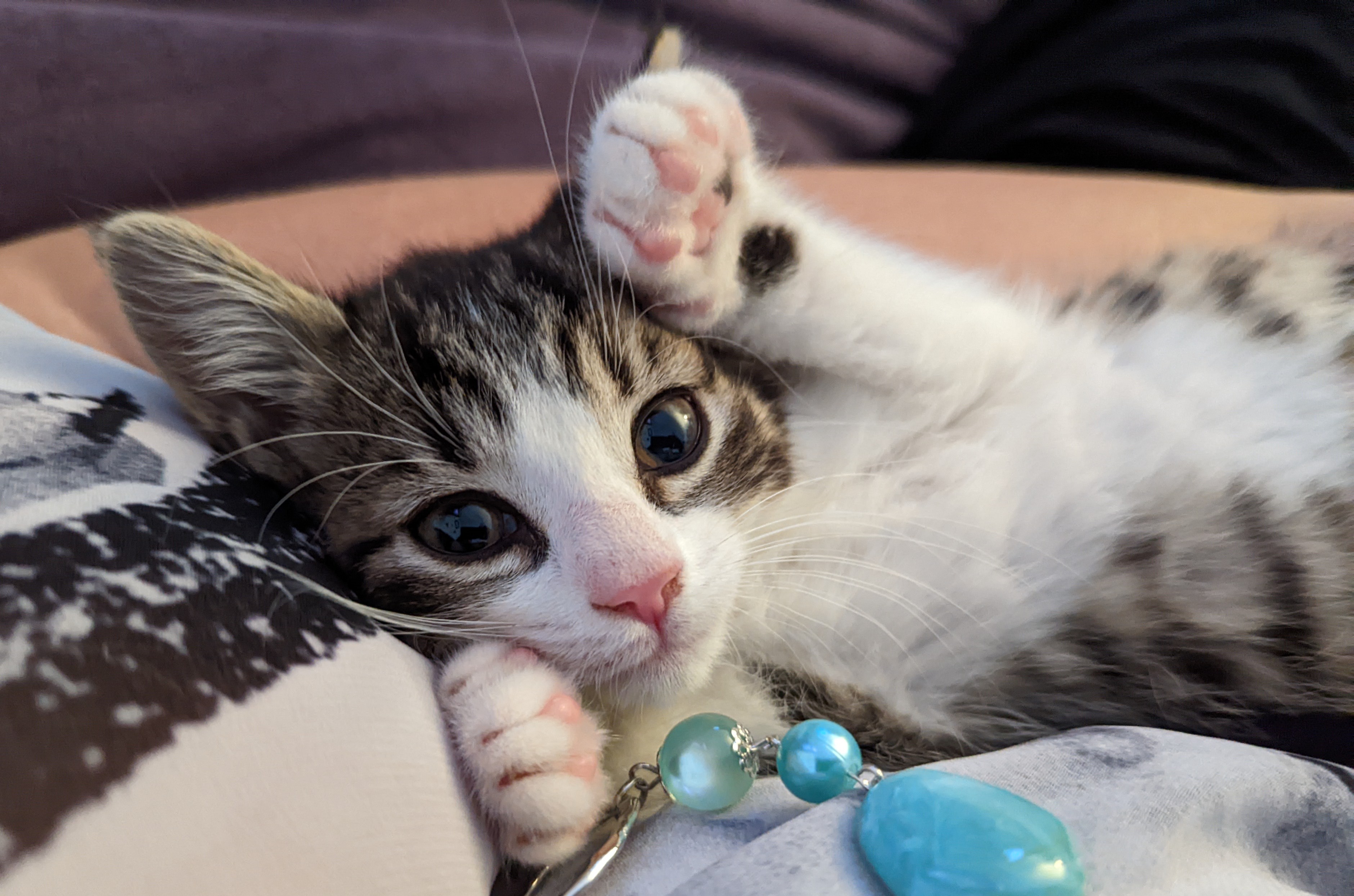 Watch cute cat videos to support the Humane Society at upcoming