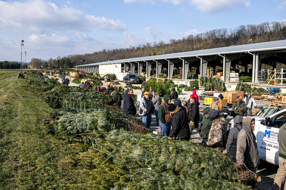 World’s largest Christmas tree auction at Buffalo Valley Produce Auction