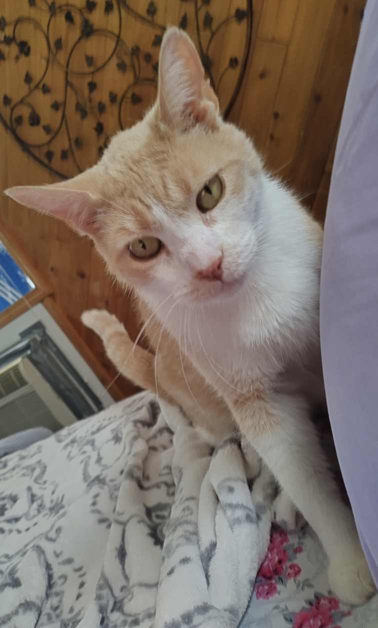 Unconditional love is only a pet adoption away: Sept. 14-15 - silive.com