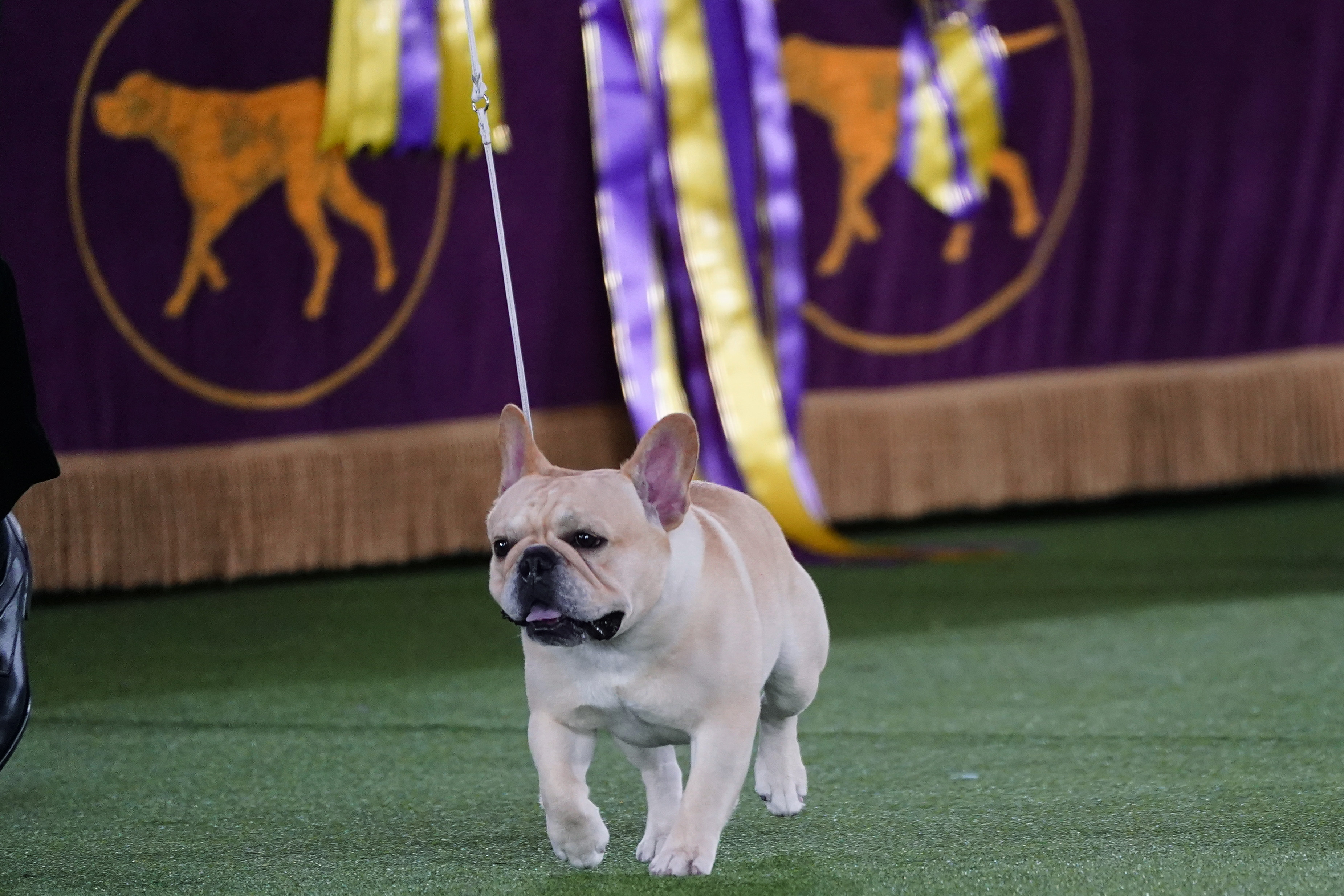 Westminster Dog Show categories in the current year