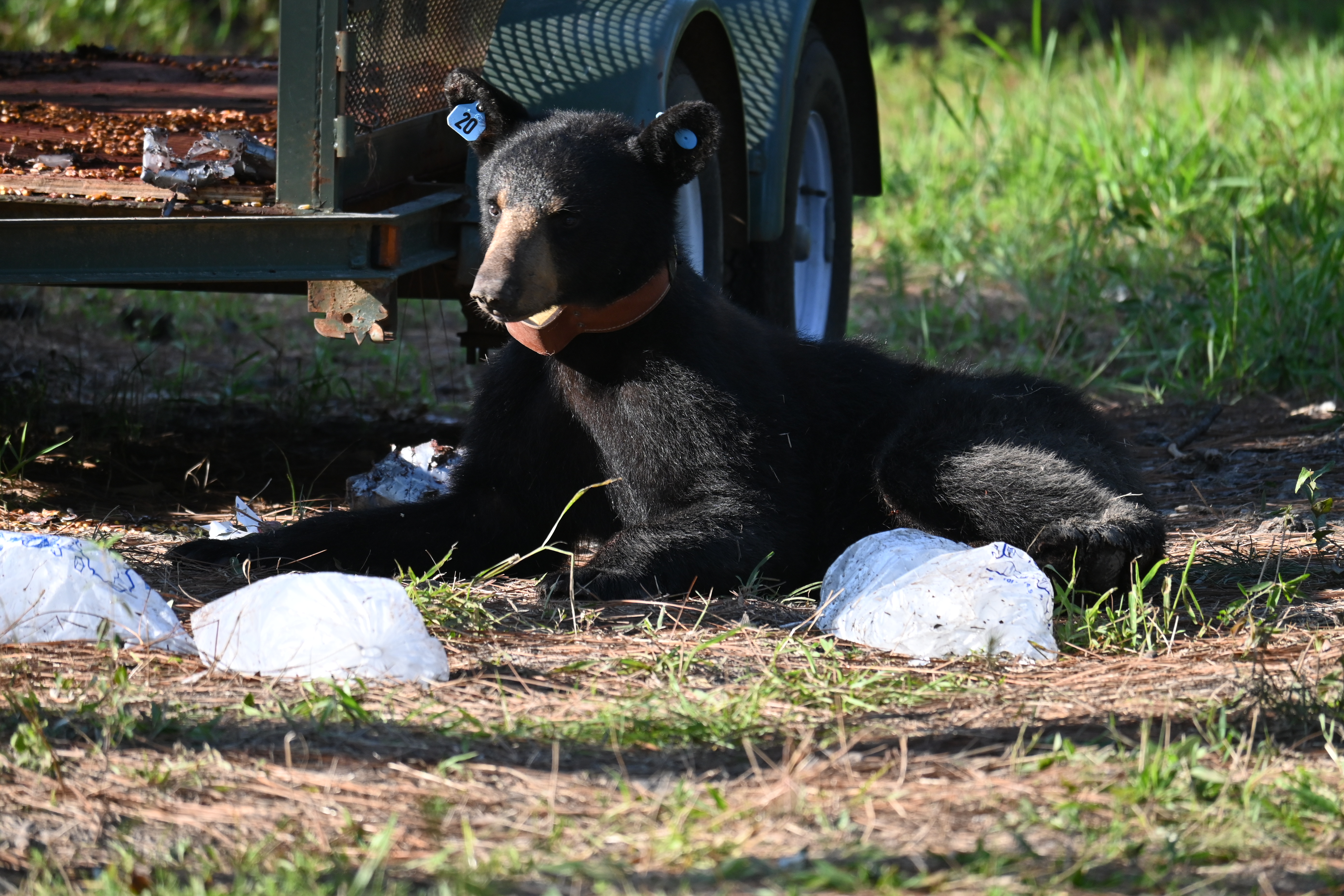 How researchers are helping to save and grow the black bear