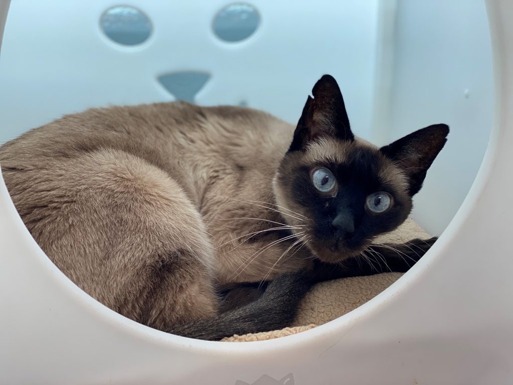 siamese cat adoption massachusetts