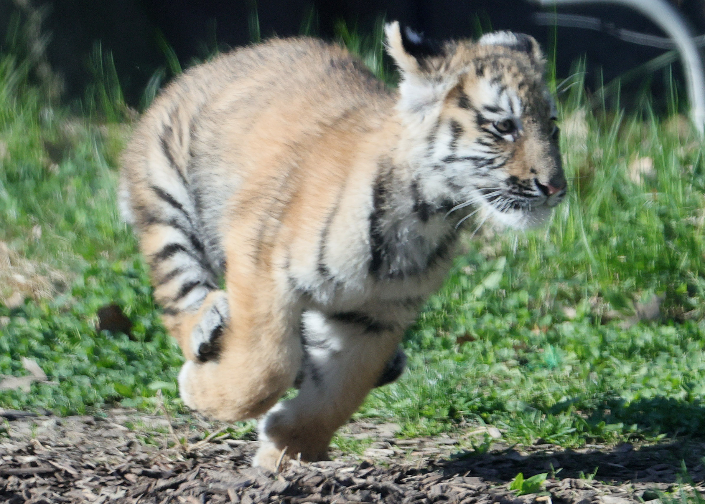 BR Zoo tiger cubs are 3-weeks old, starting to walk