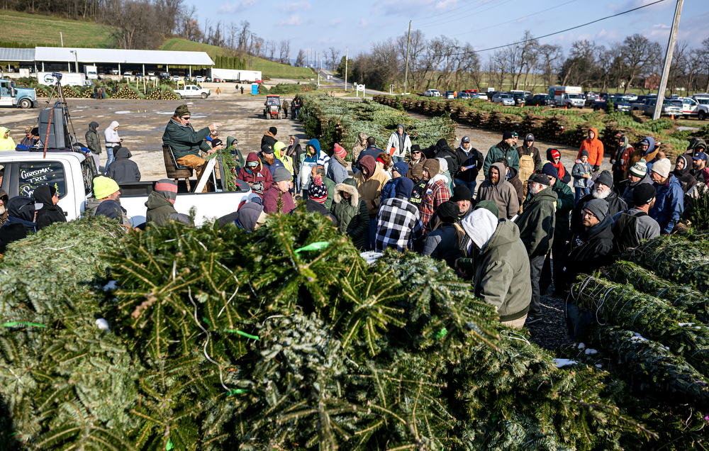 World’s largest Christmas tree auction at Buffalo Valley Produce Auction