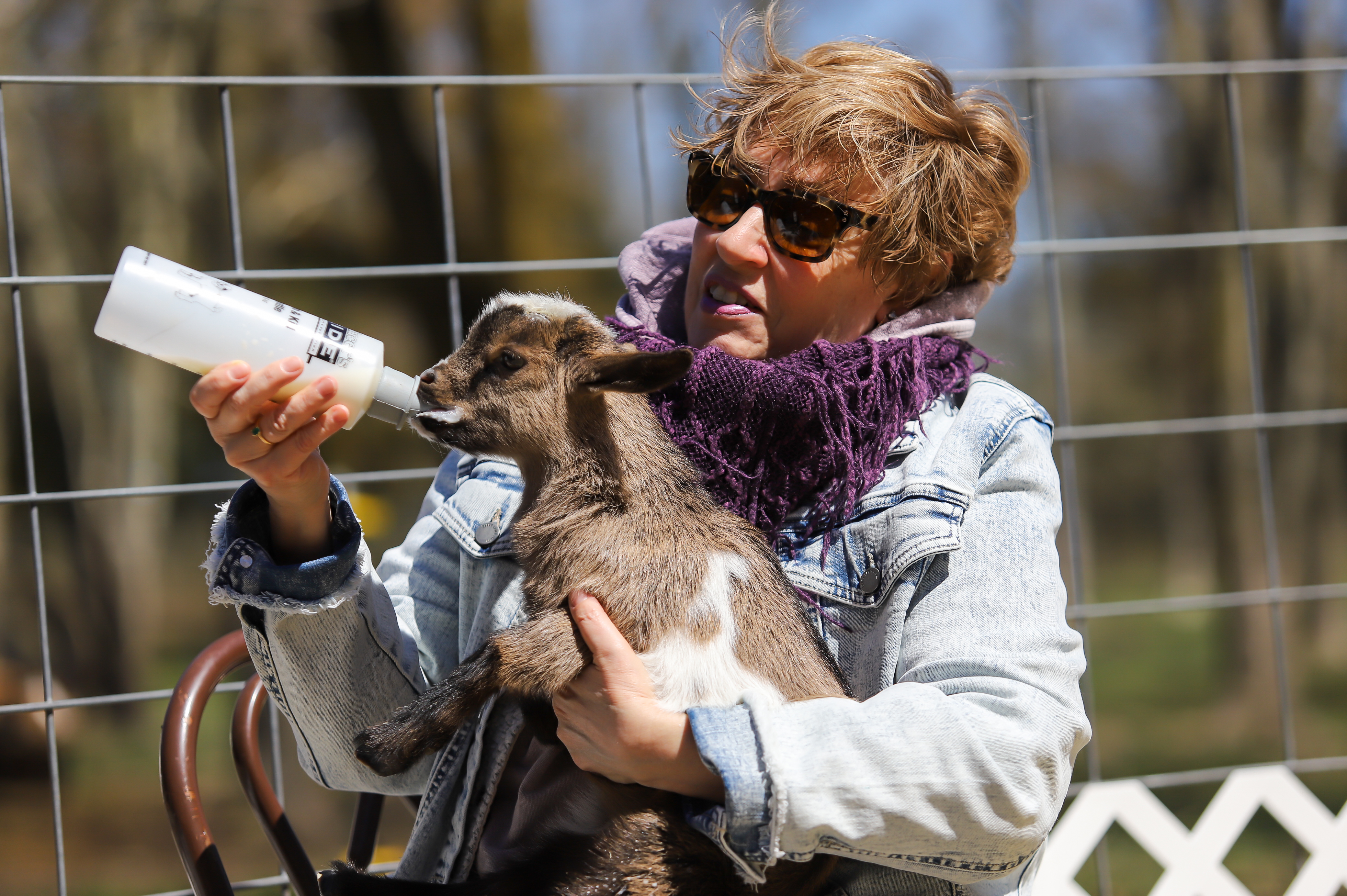 Bottle Feeding Baby Goats: What You Need to Know • Maria Louise Design