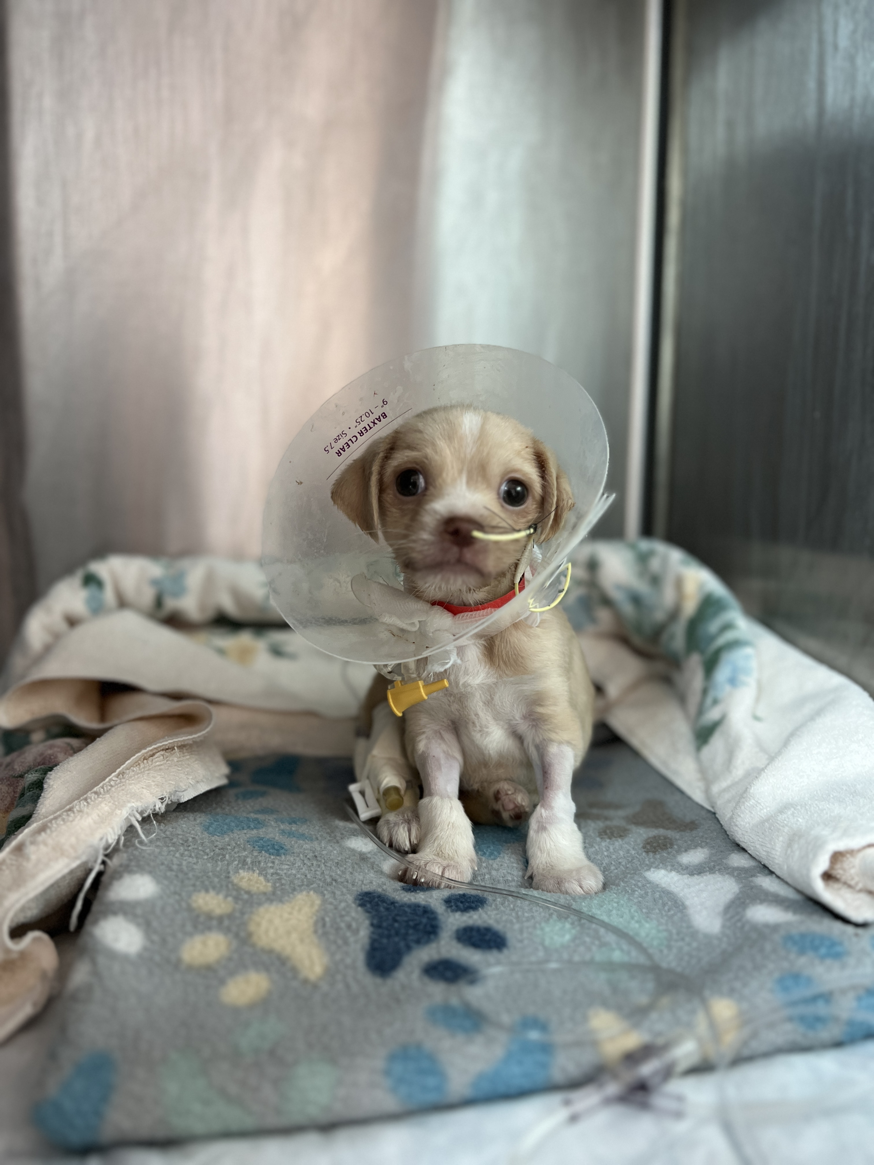 Can I Give A 6 Week Old Puppy A Bath