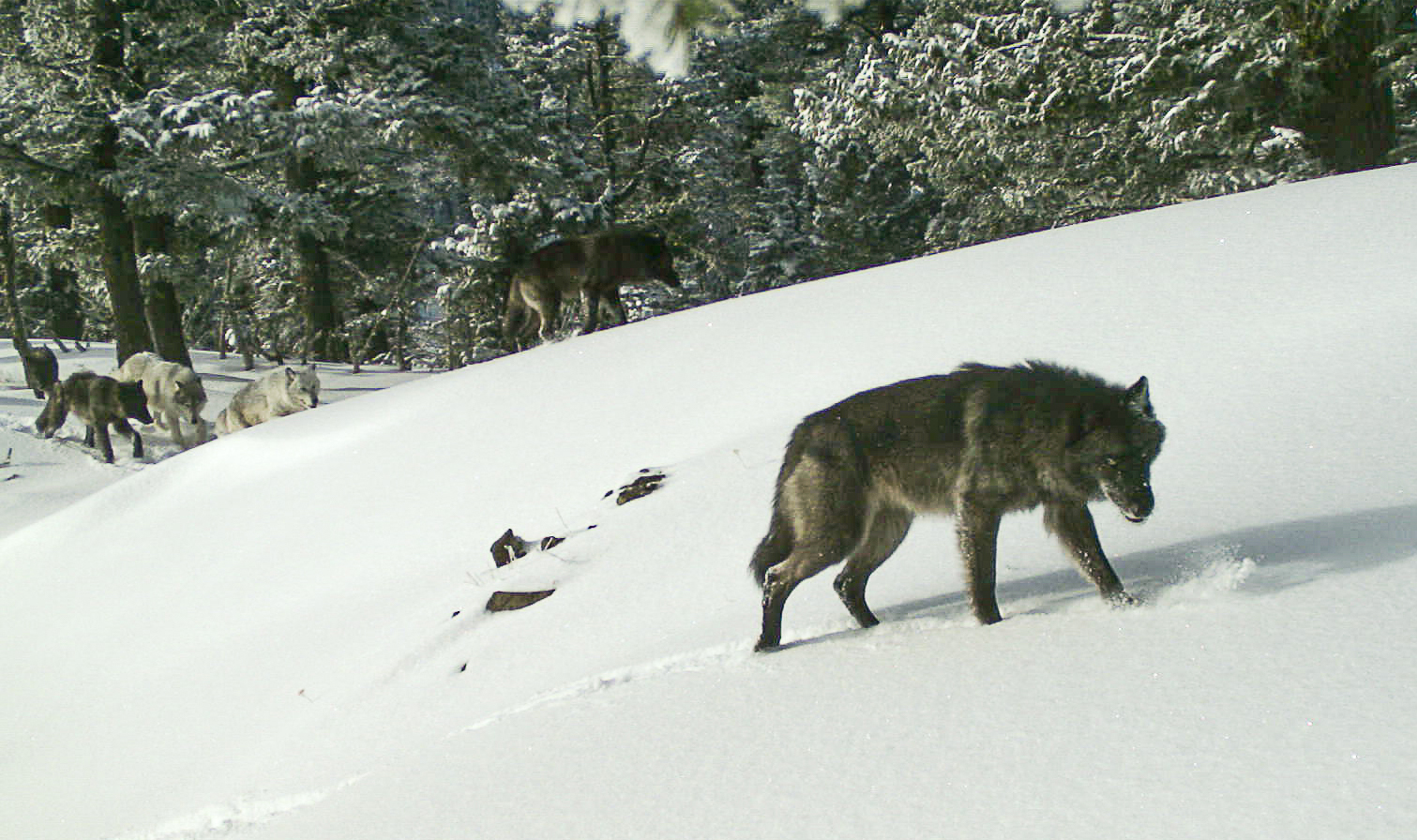 Wolves in Oregon - oregonlive.com