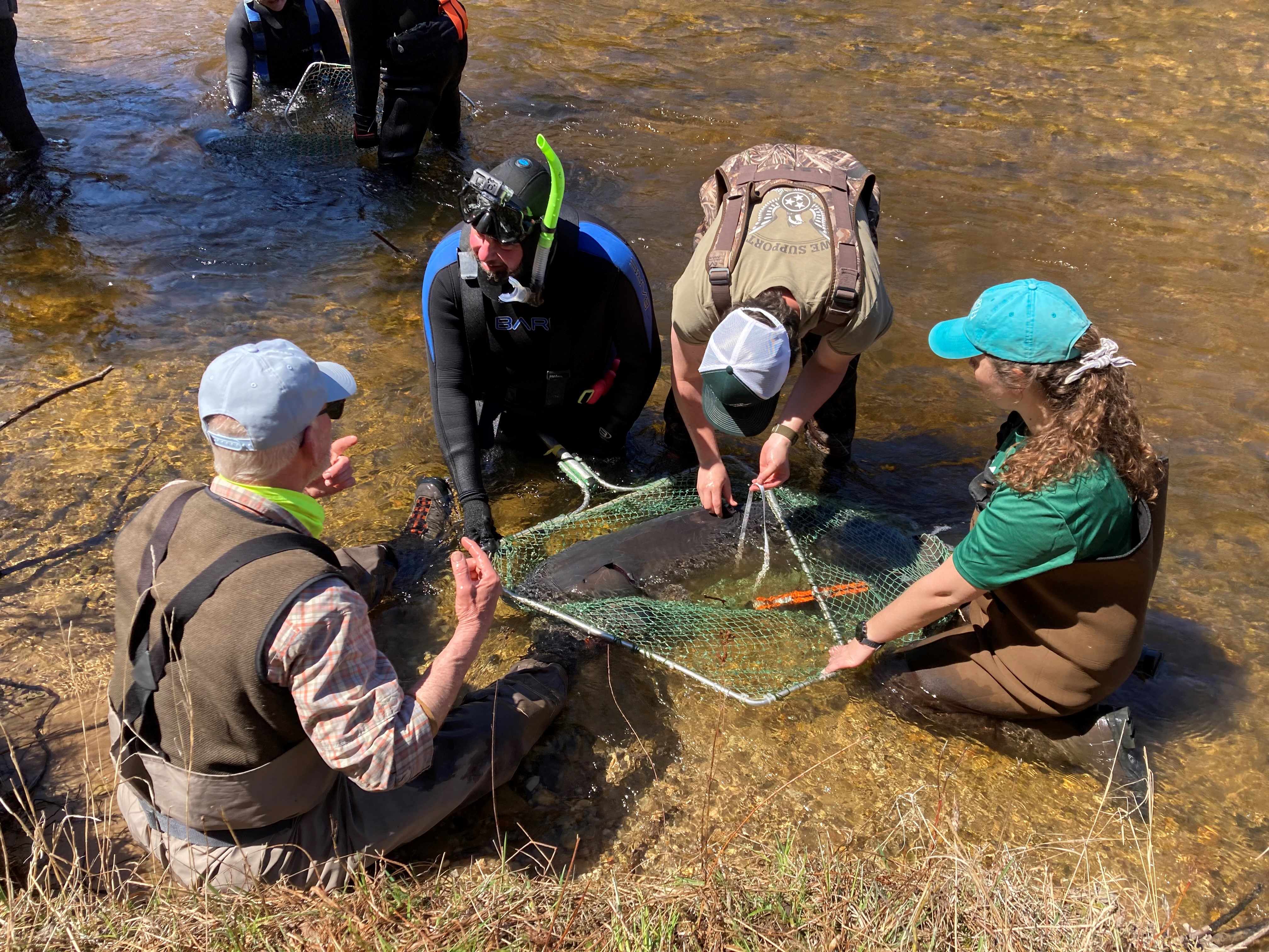 View from the Water  Sturgeon and CDFW Tagging Activities