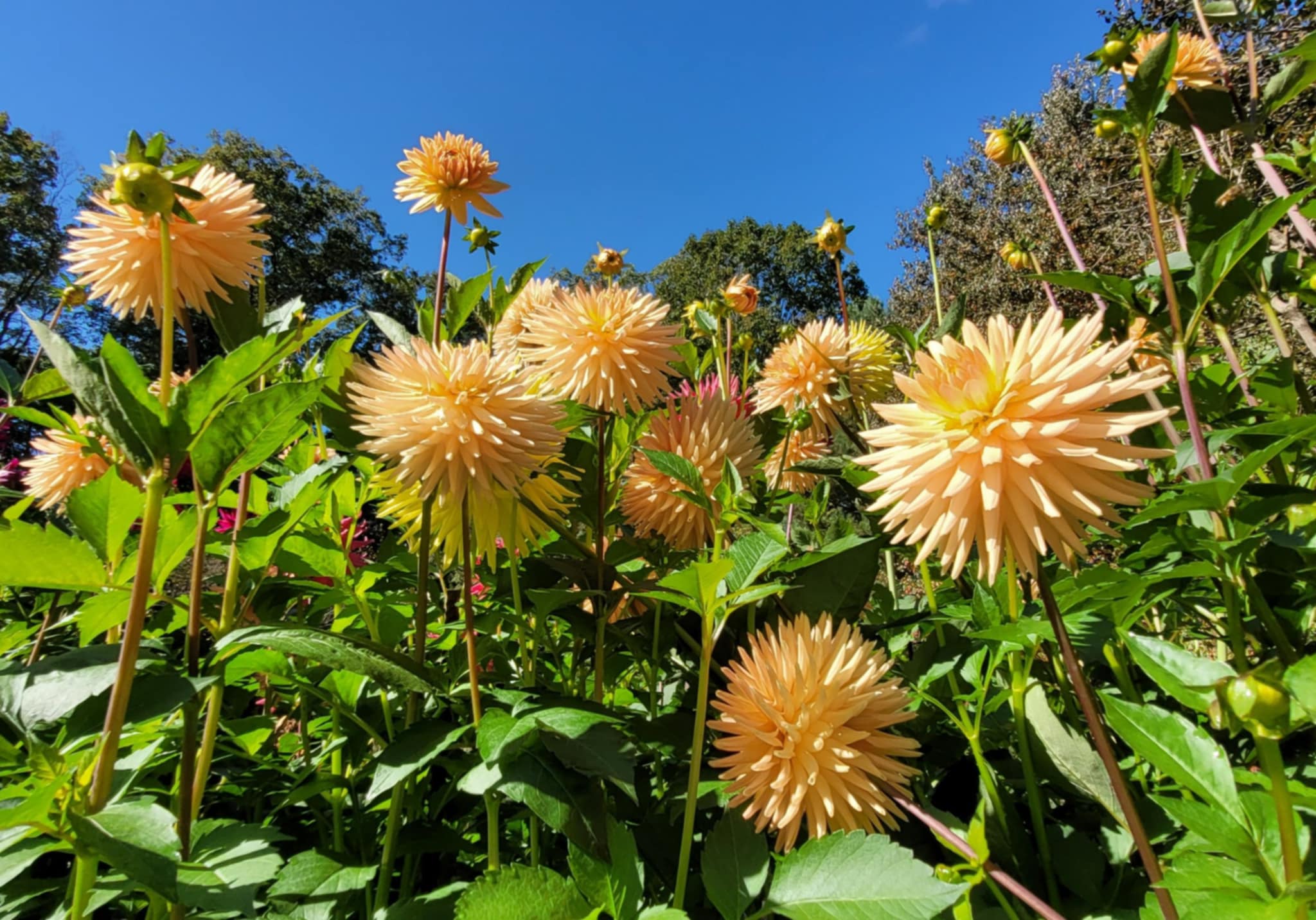 Flower therapy:' Dahlias delight into November in Northeast Ohio
