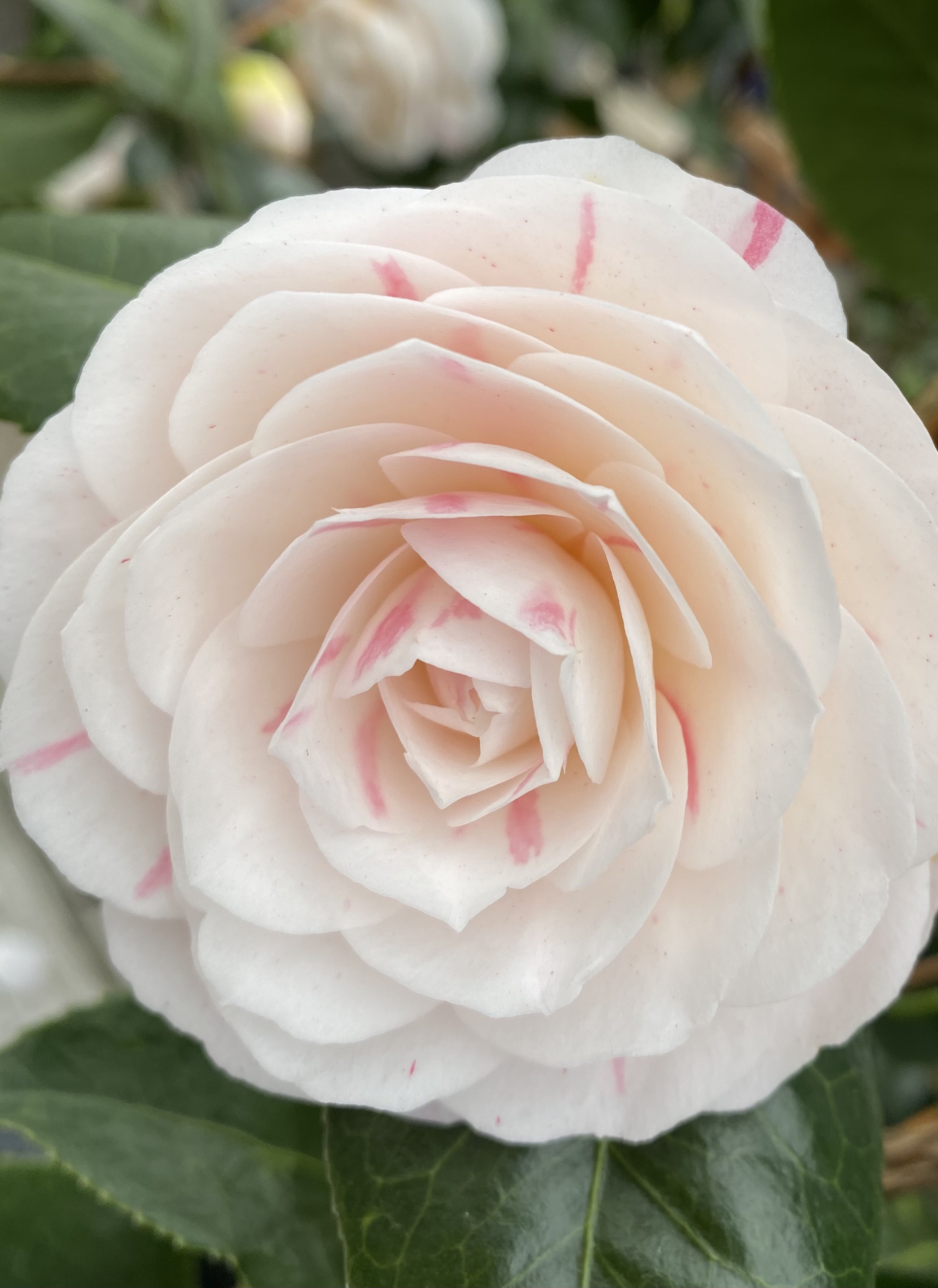 This camellia is mostly white with pink stripes.