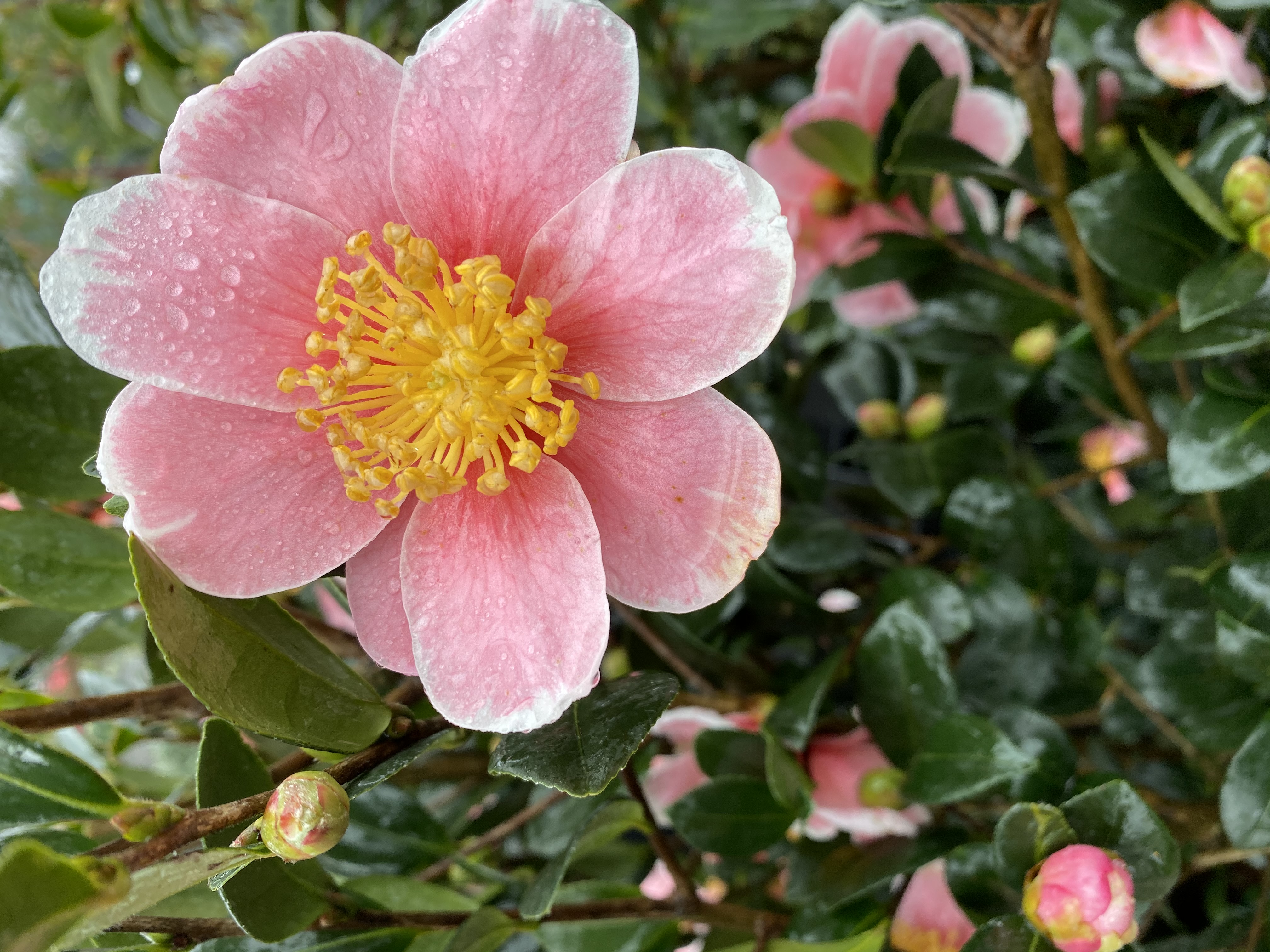 This camellia's has large pink petals and a bright yellow center.