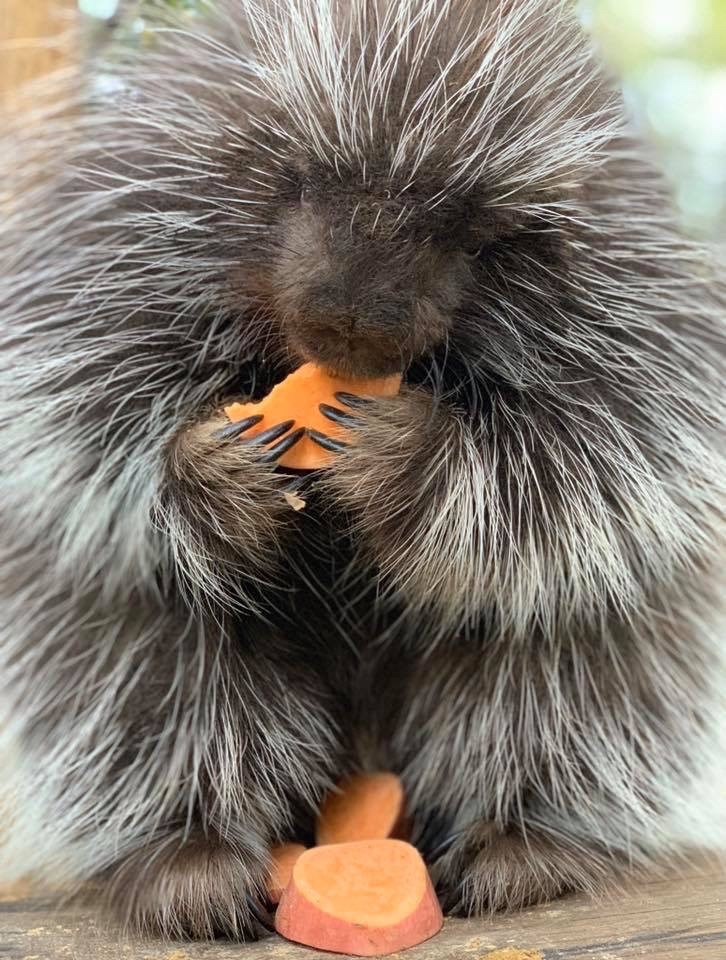 Have breakfast with a sloth, fox or panda through Zoo New England ...