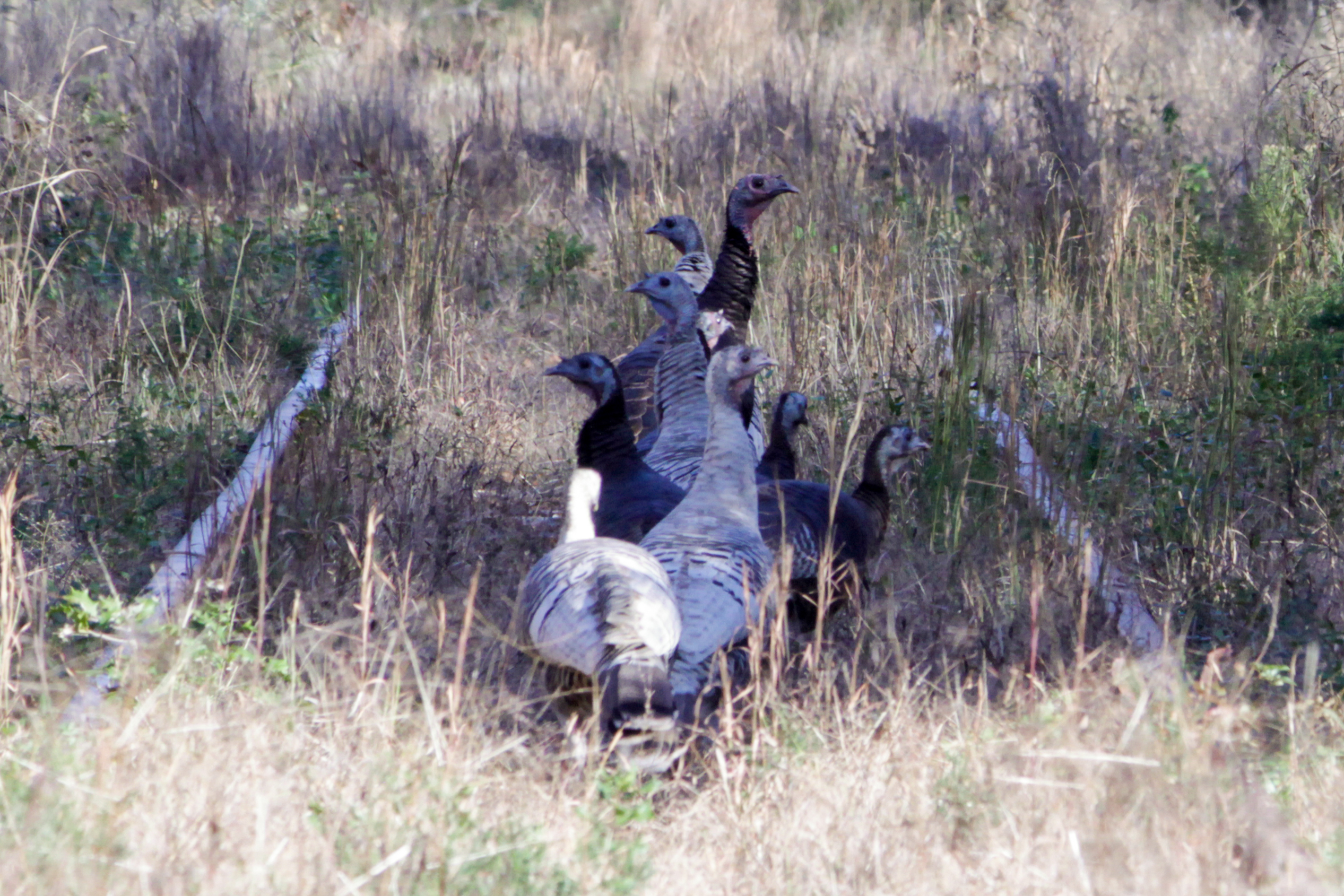 Todd Frazier says Toms River wild turkeys are a menace 