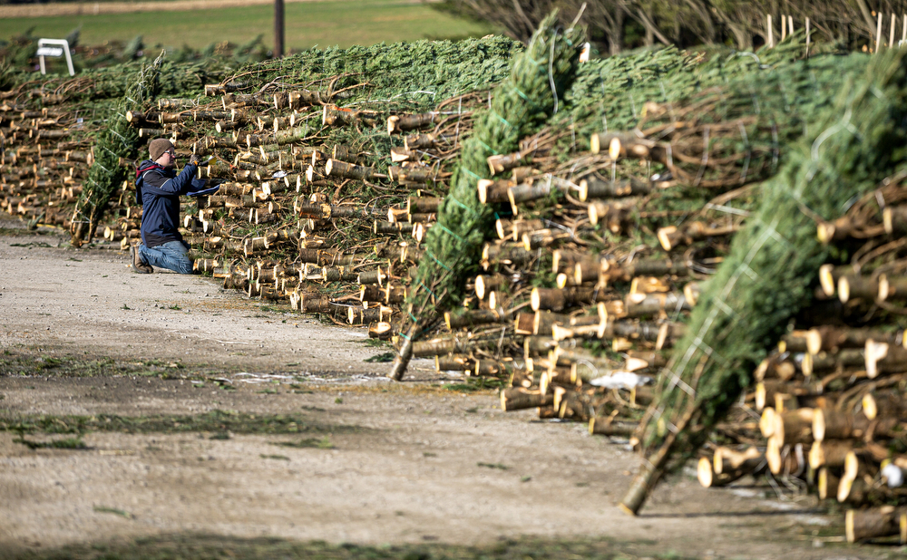 World’s largest Christmas tree auction at Buffalo Valley Produce