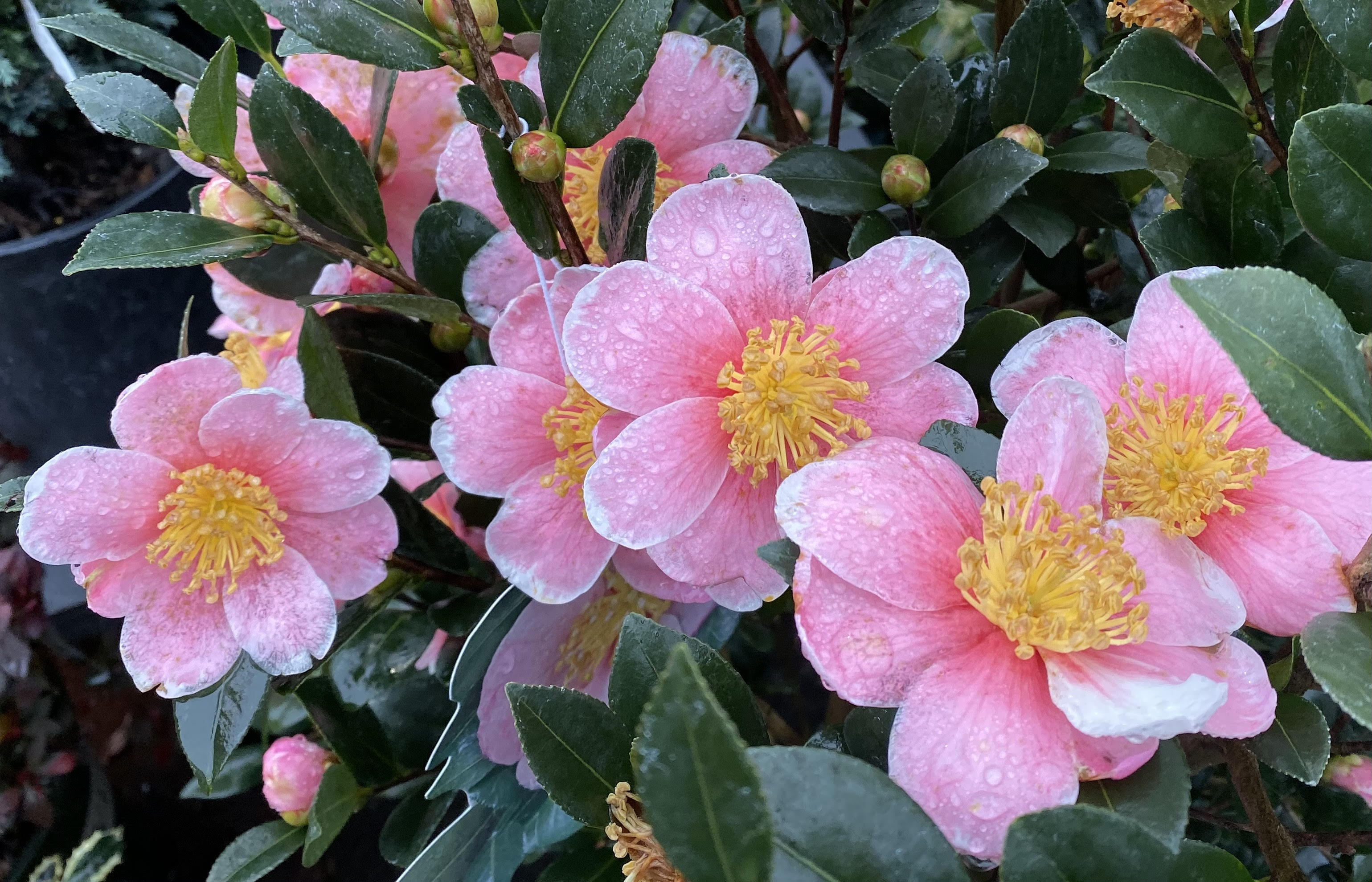 Water droplets dot pink petals on a cluster of camellias.
