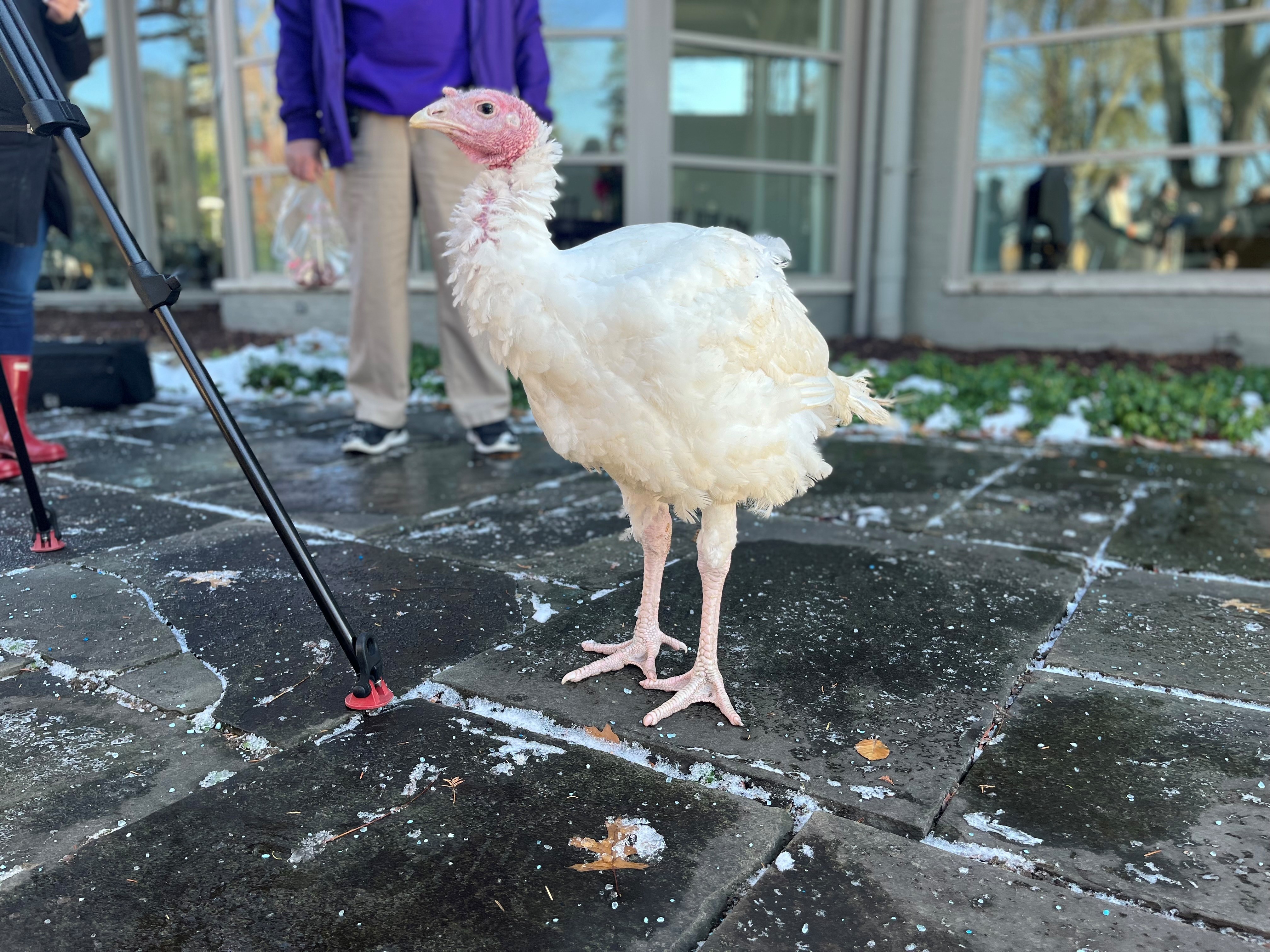 Washington Commanders give out 2,500 Thanksgiving turkeys in PG County