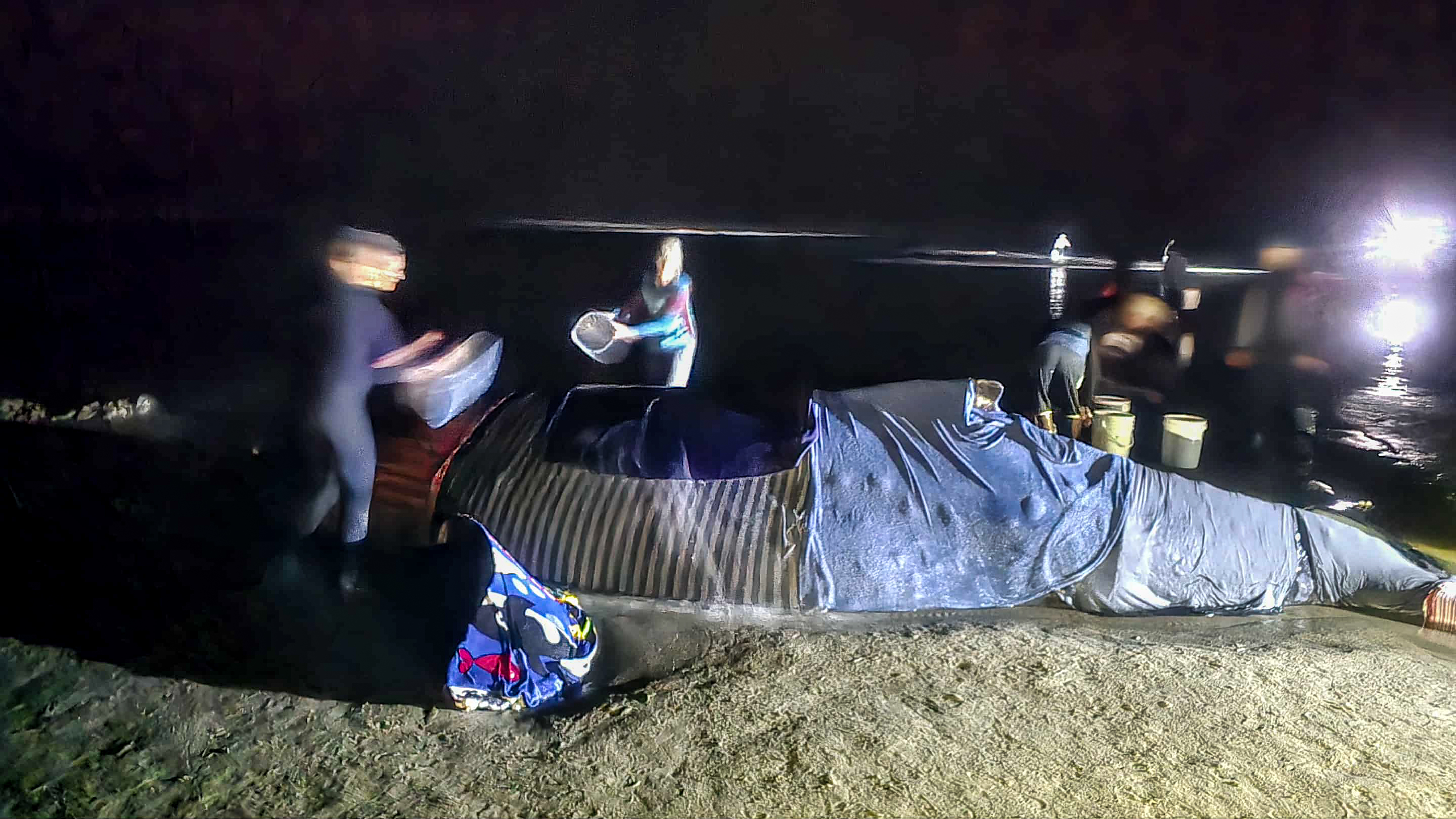Live humpback whale stranded on Yachats beach - oregonlive.com