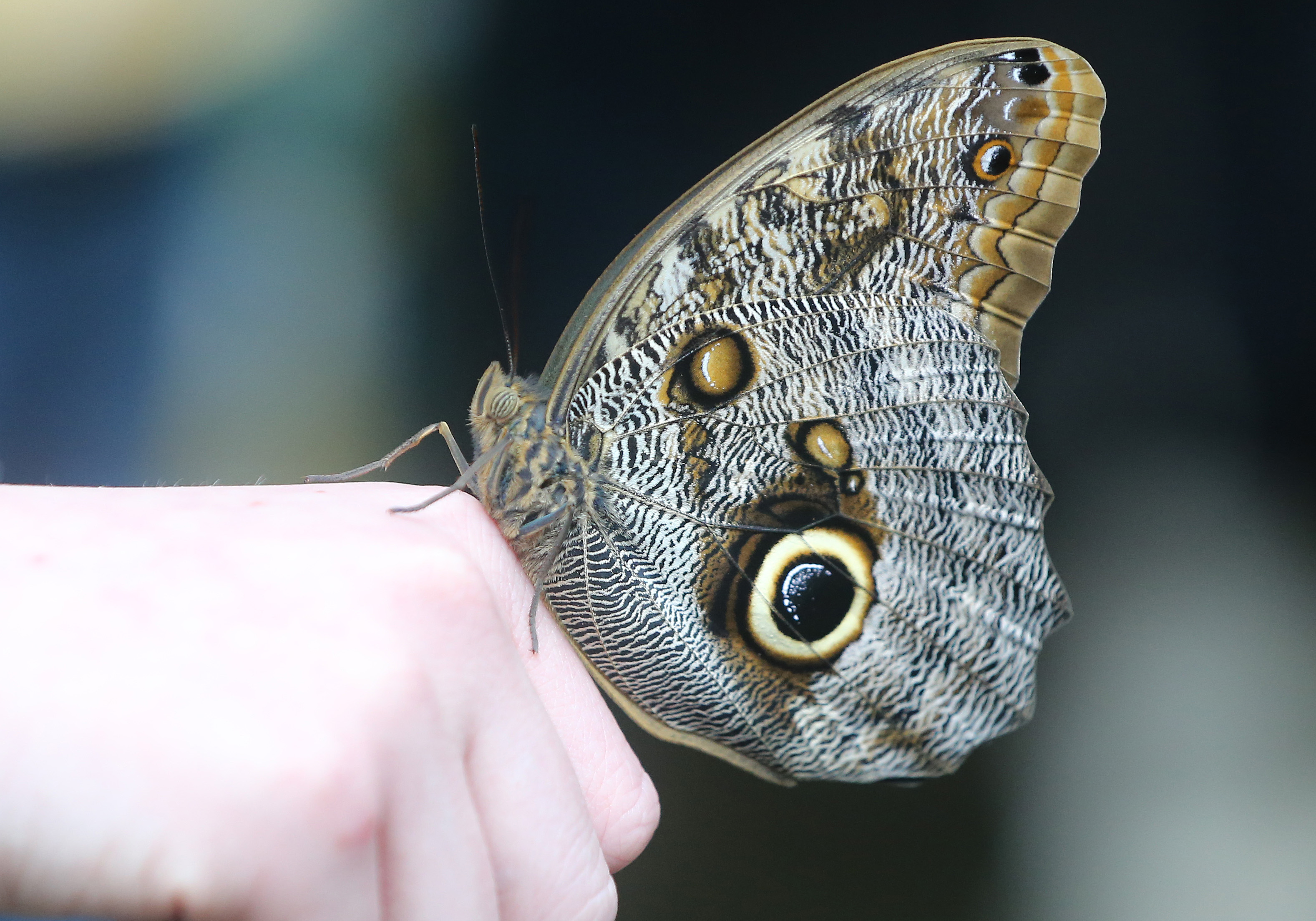 Butterfly releases are back at the Cleveland Botanical Garden, April 1 ...