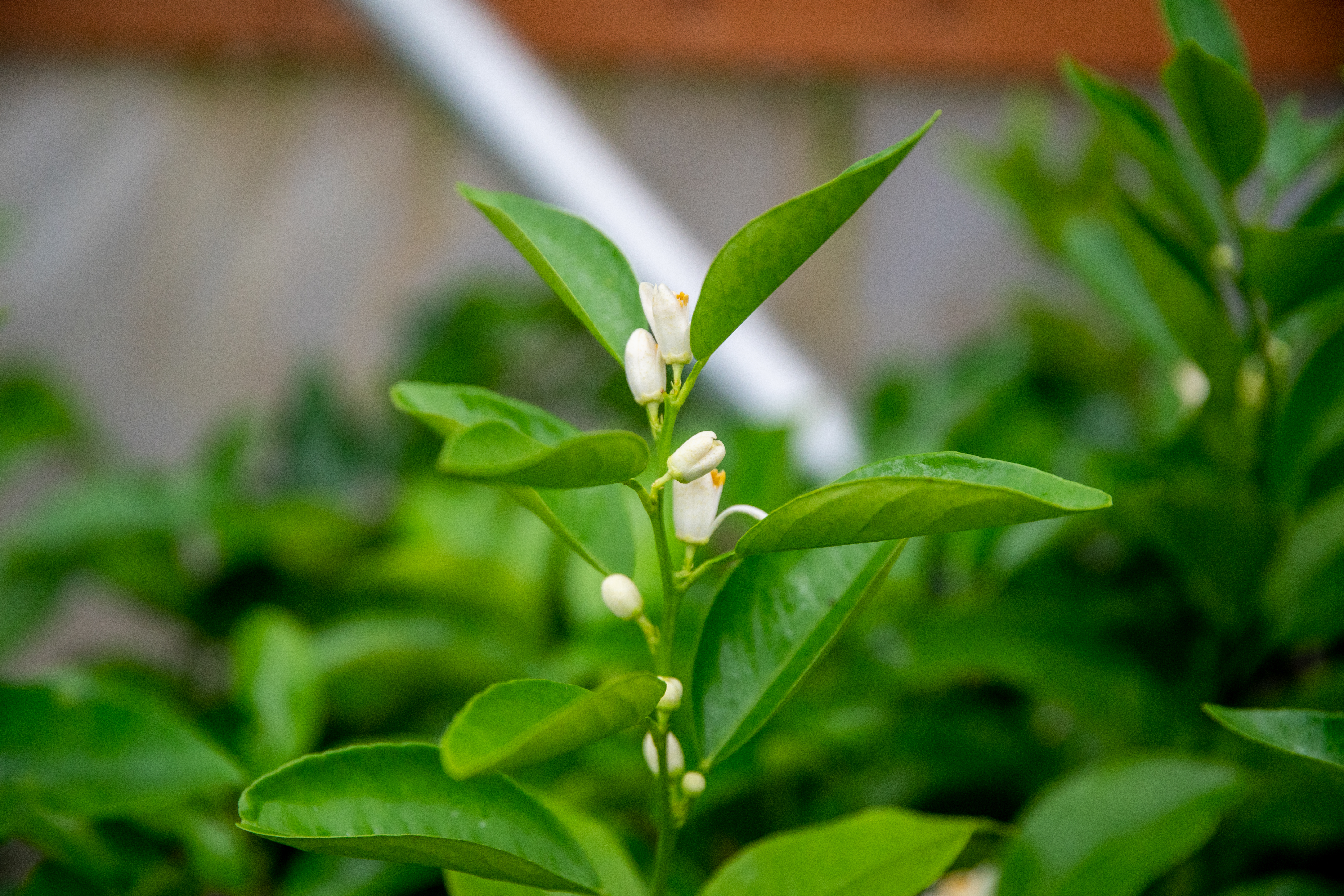 Hardy citrus in Oregon - oregonlive.com