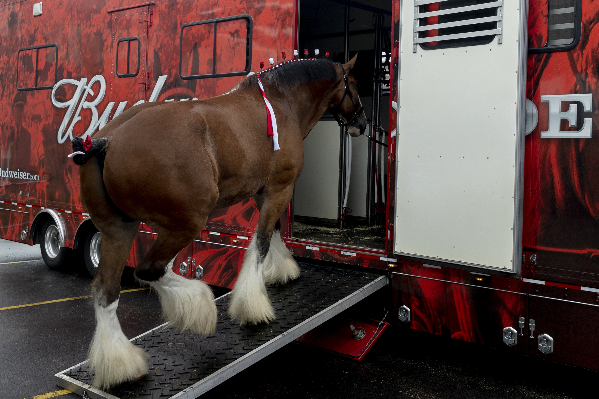 “Budweiser’s Bold Move: How ‘The Soul of Icons’ Rewrote Super Bowl ...