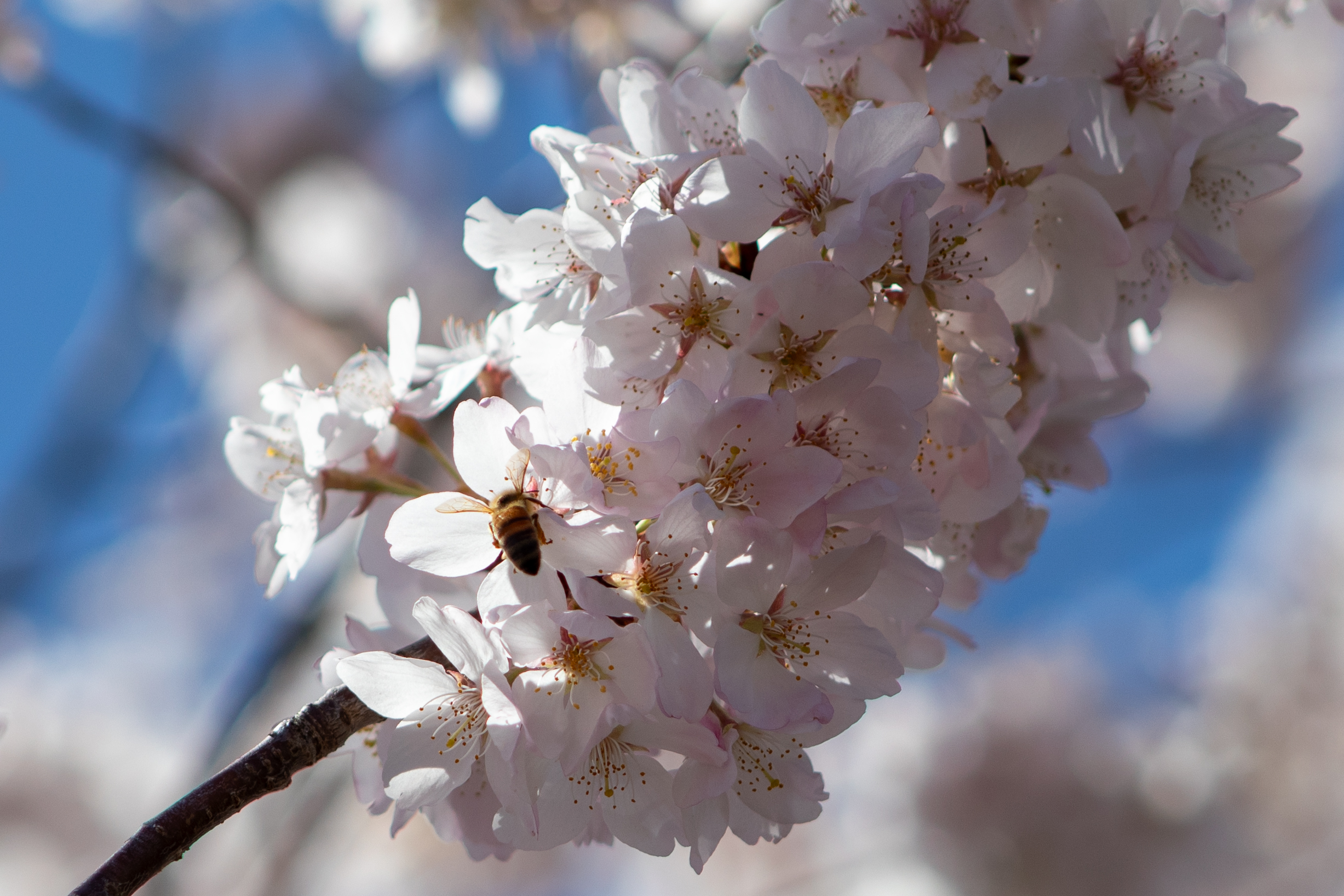 Cherry trees in full bloom at Frederik Meijer Garden and Sculpture