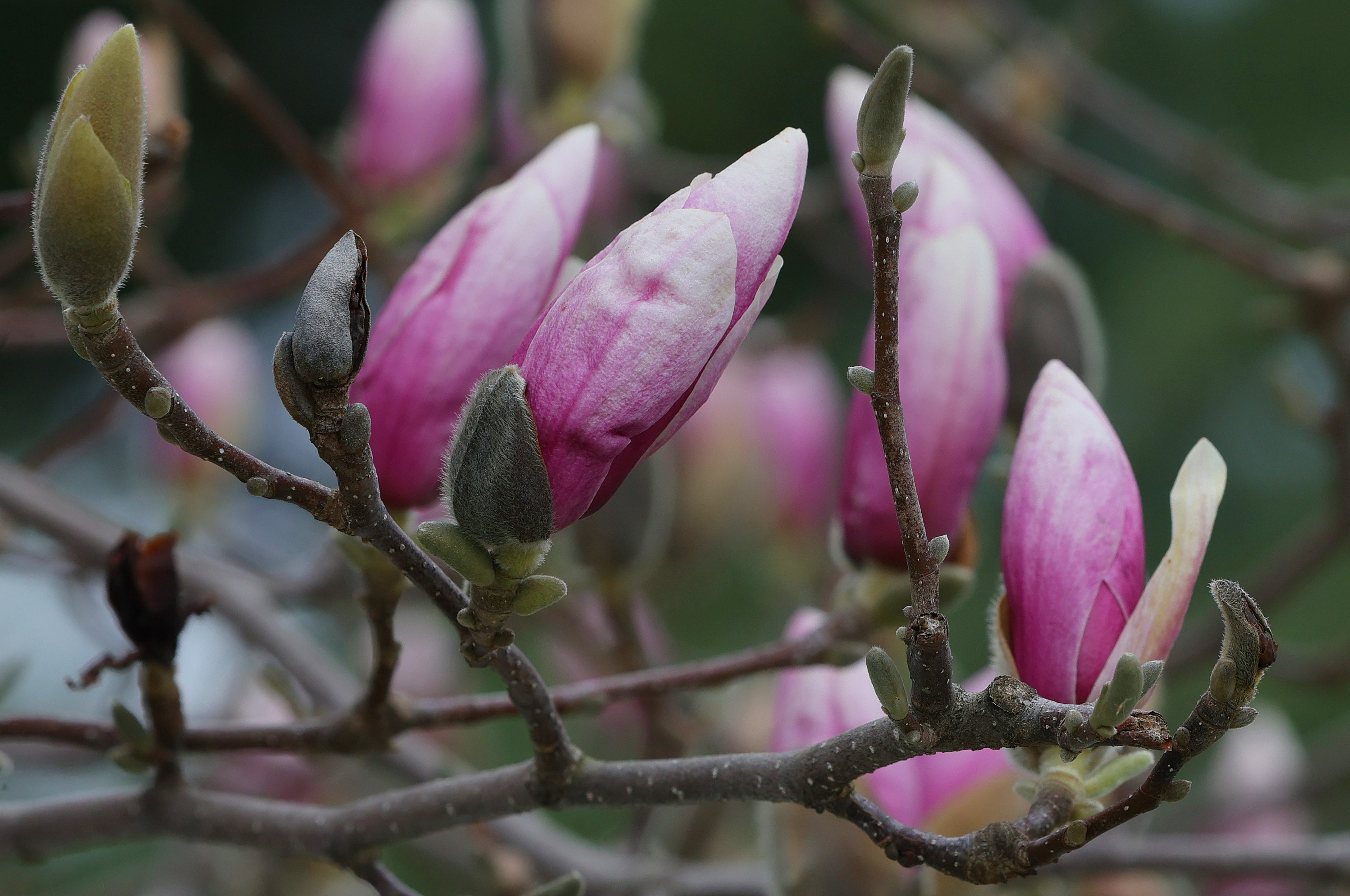 Spring blooms in northeast Ohio, March 19, 2024 - cleveland.com