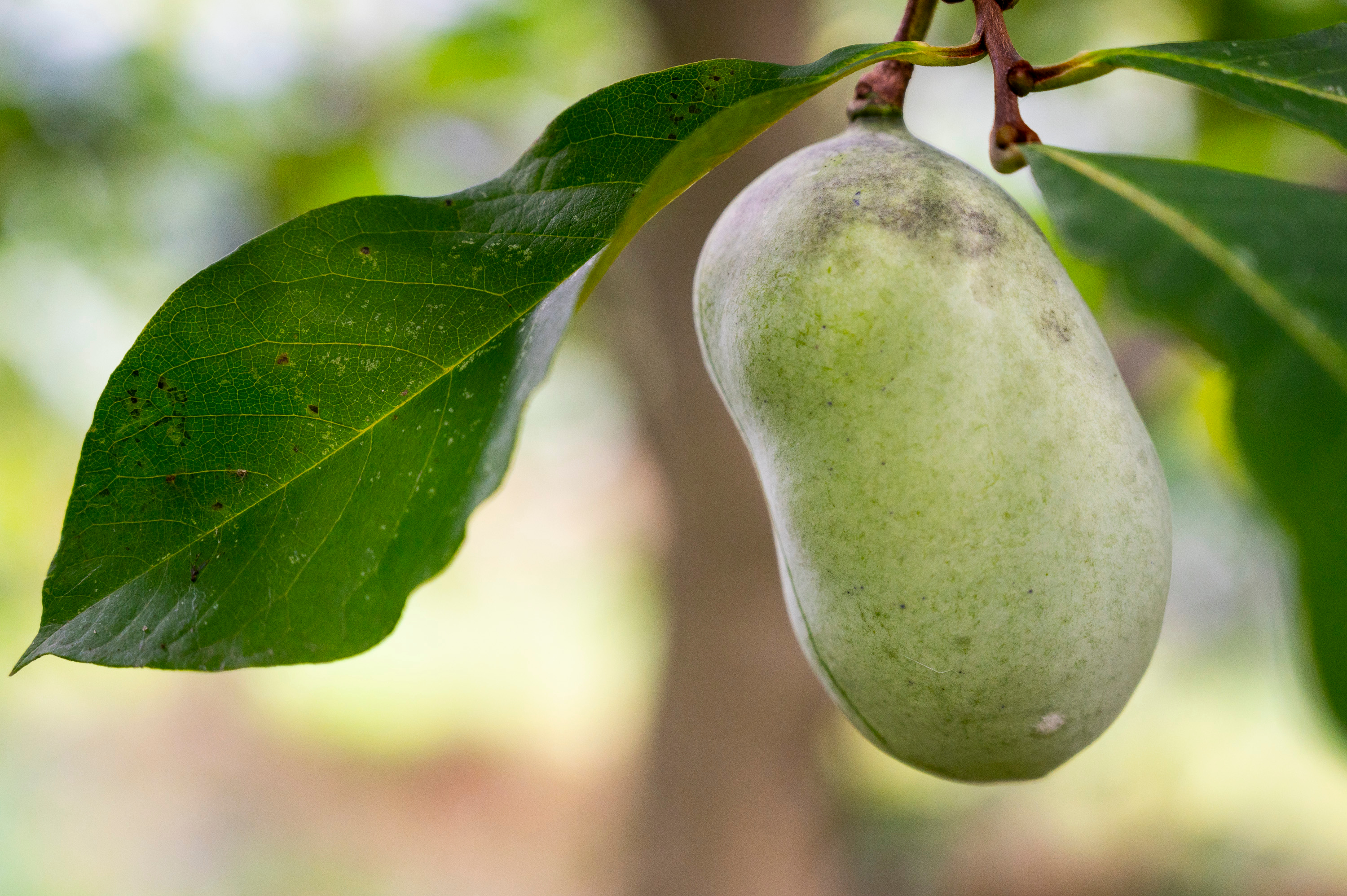 North American Fruit Trees Pawpaws: Fruit Of The Elusive, Native Plant